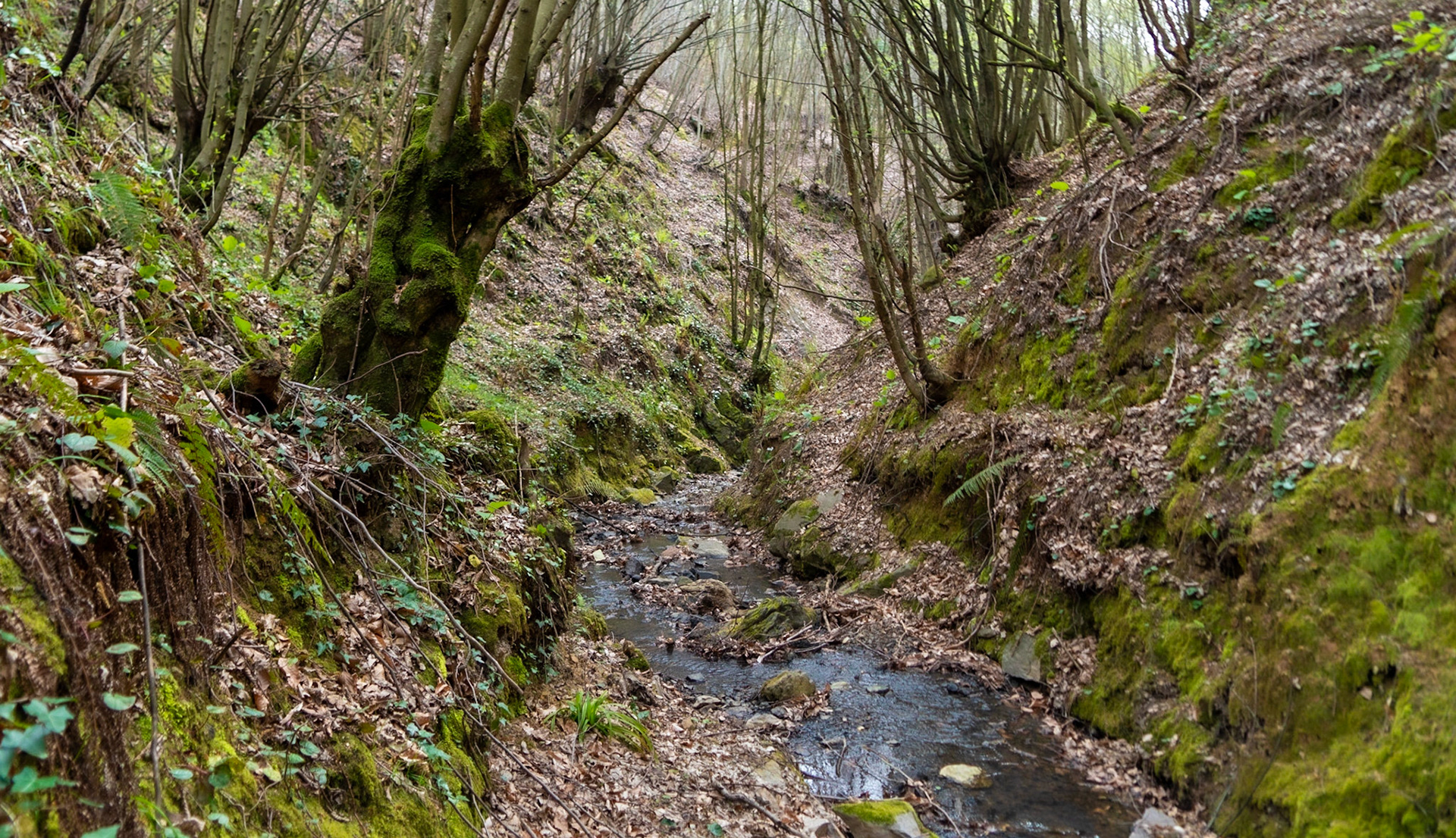 Kozlu stream valley: the stream and old trees