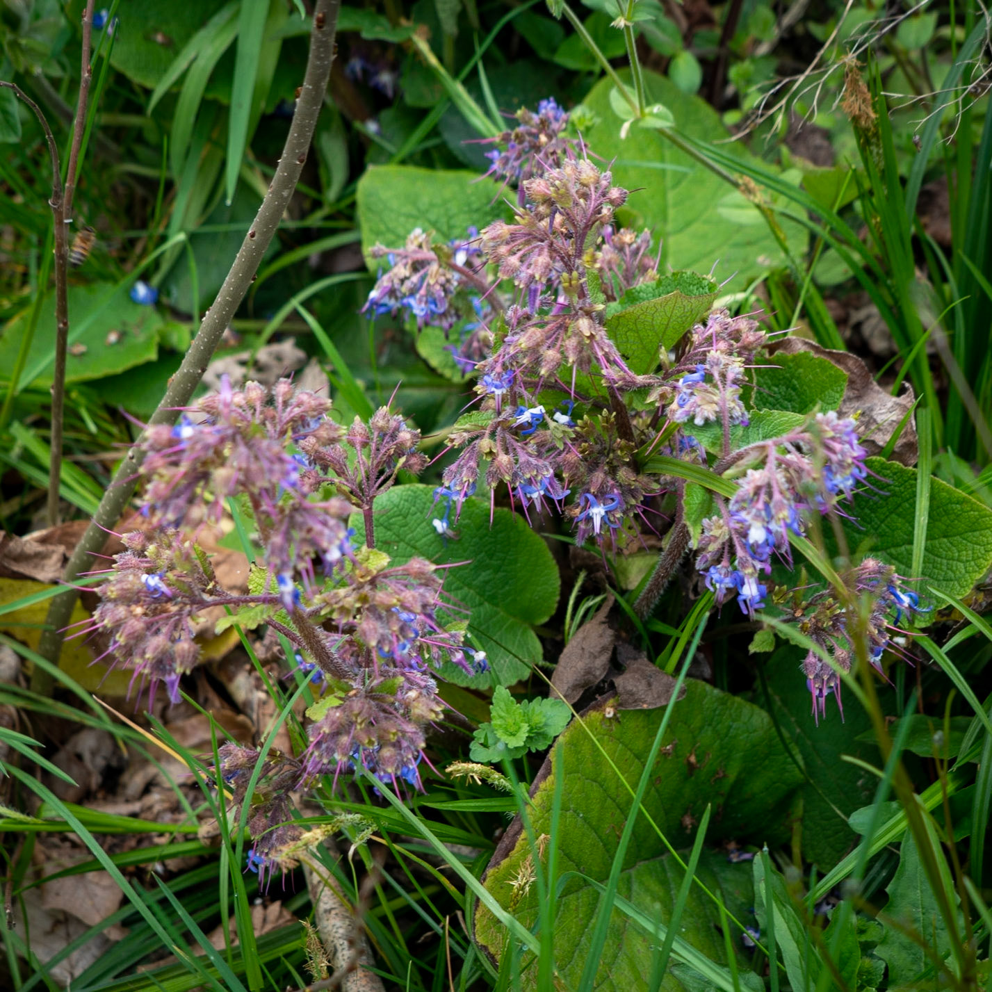Paşamandıra woodland: borage