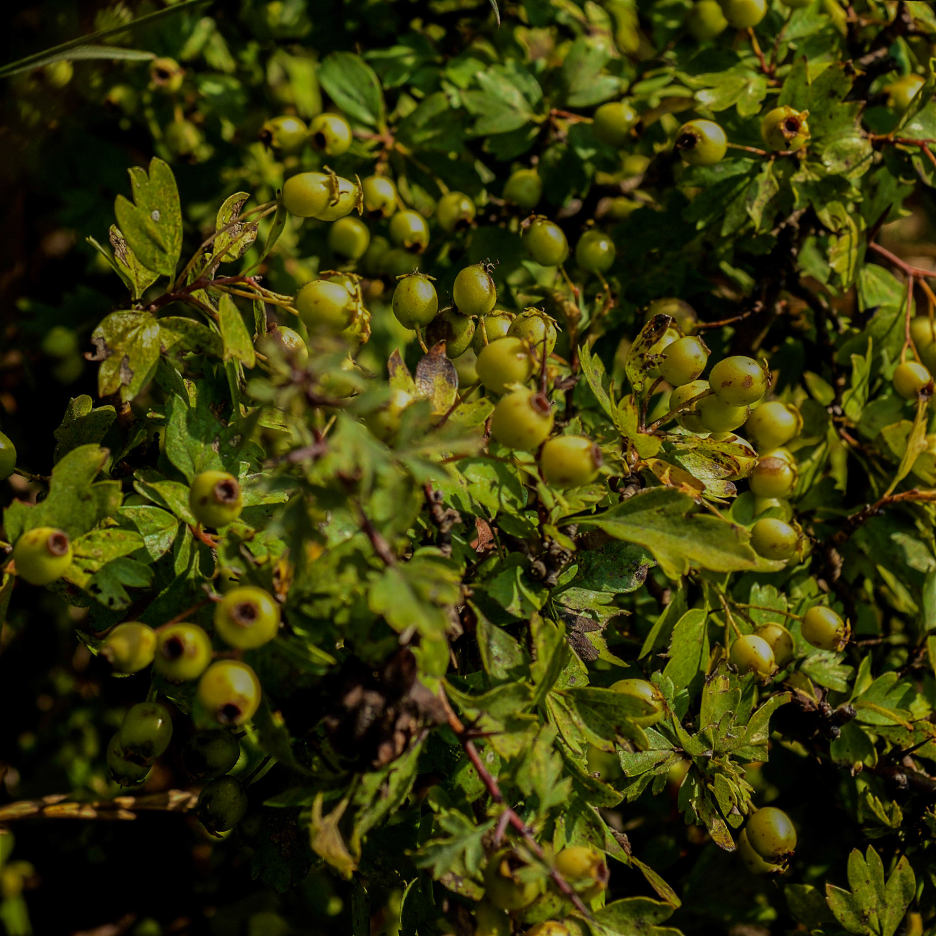 inside Istanbul University's agricultural faculty land: unripe fruits of the common hawthorn