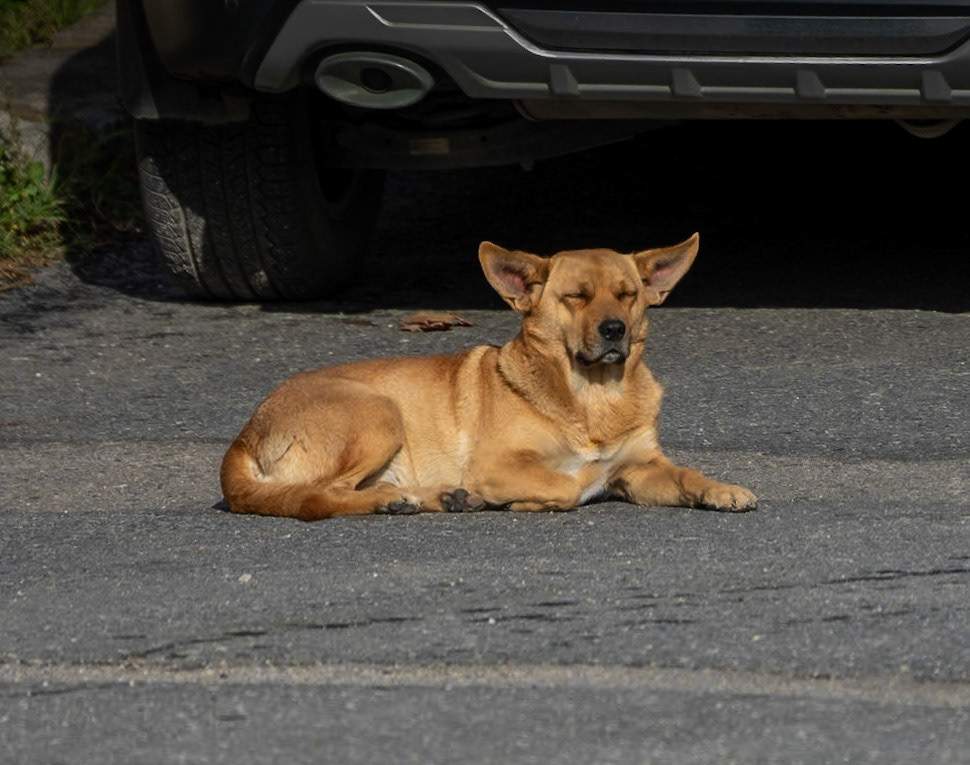 Paşamandıra: village dog