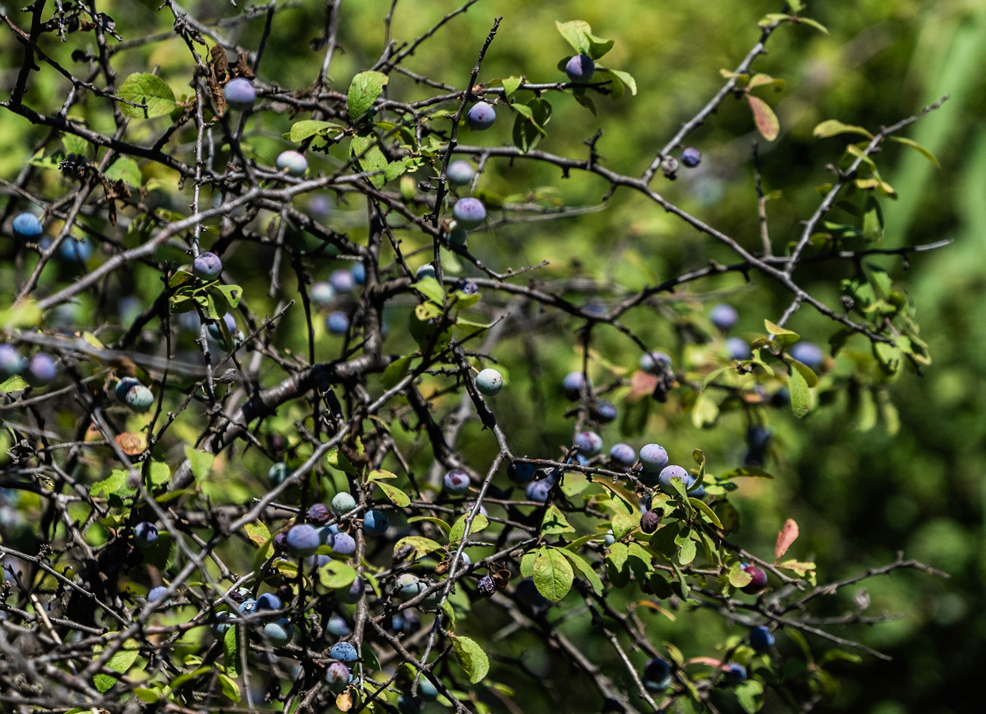 western Küçükçekmece lakeside: sloes