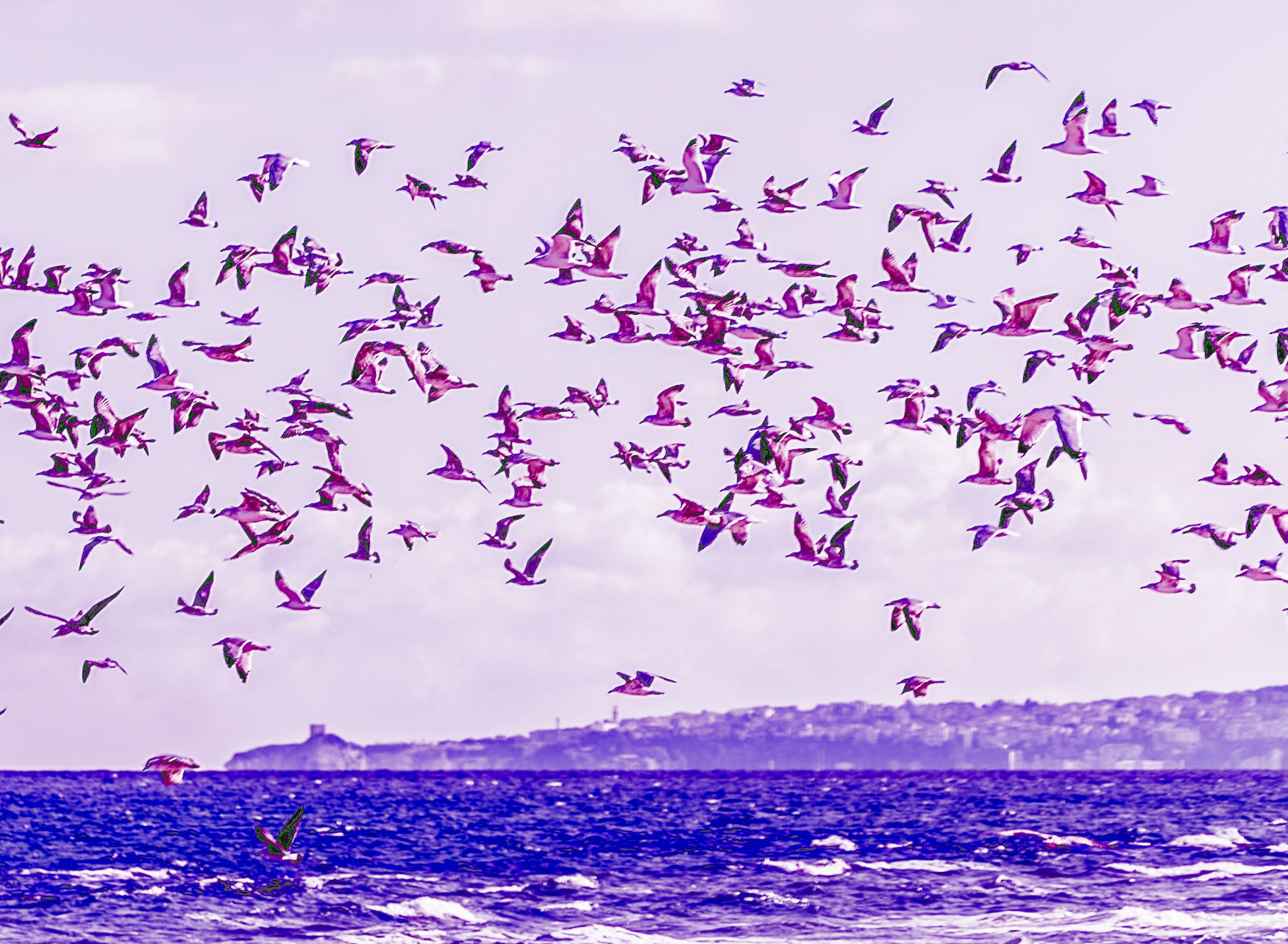 Sahilköy eastern beach: common terns (I think)
