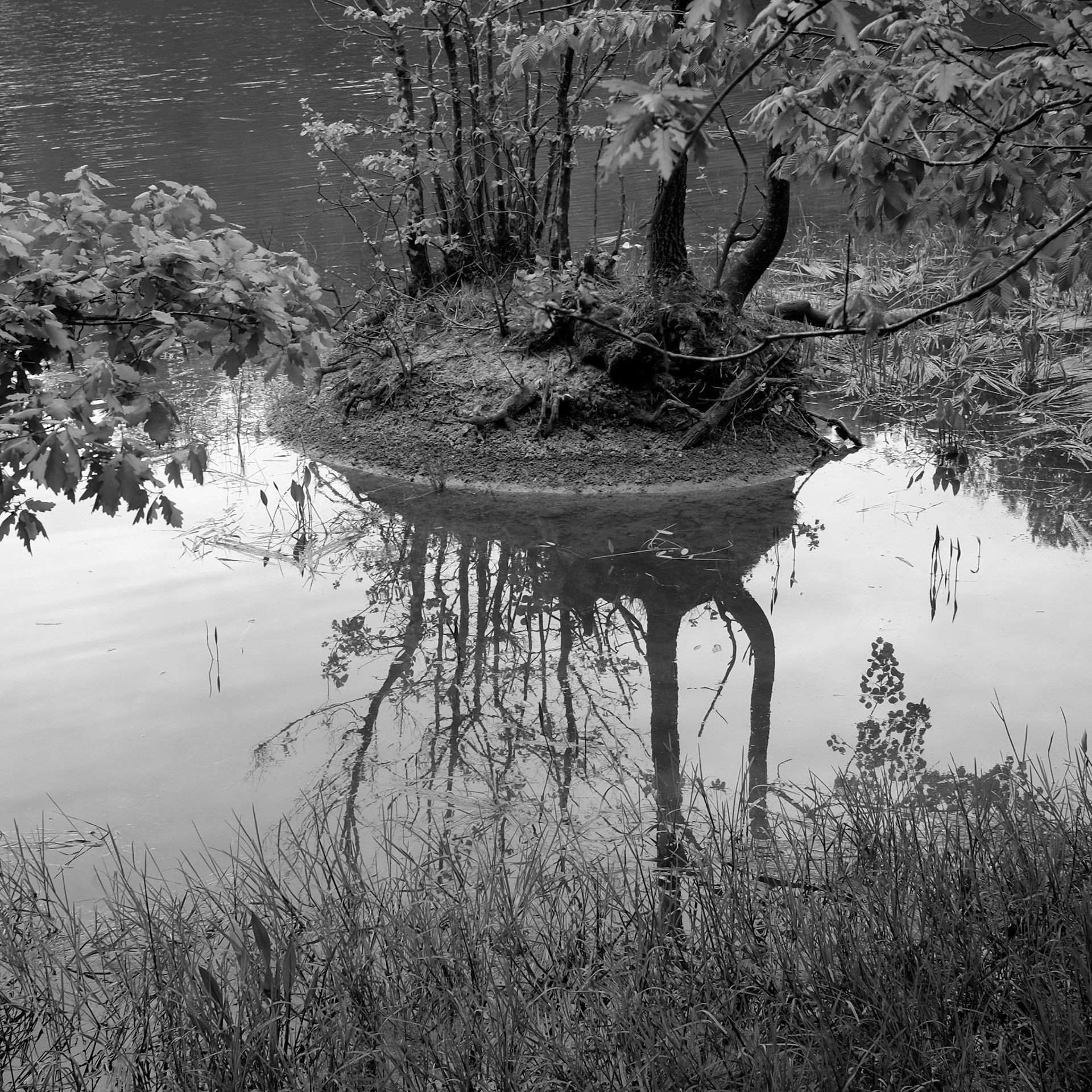 small trees and their reflections at the southern edge of Göktürk Goleti on the SW edge of Belgrade Forest
