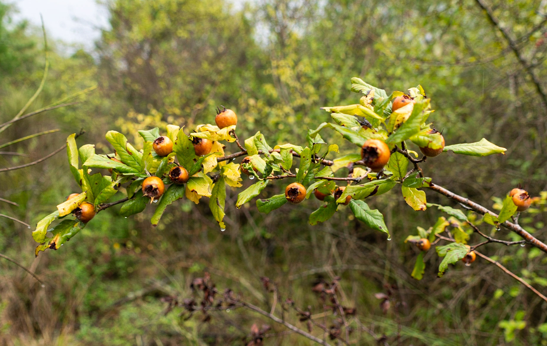 heading south from Poyraz: haws (I think)