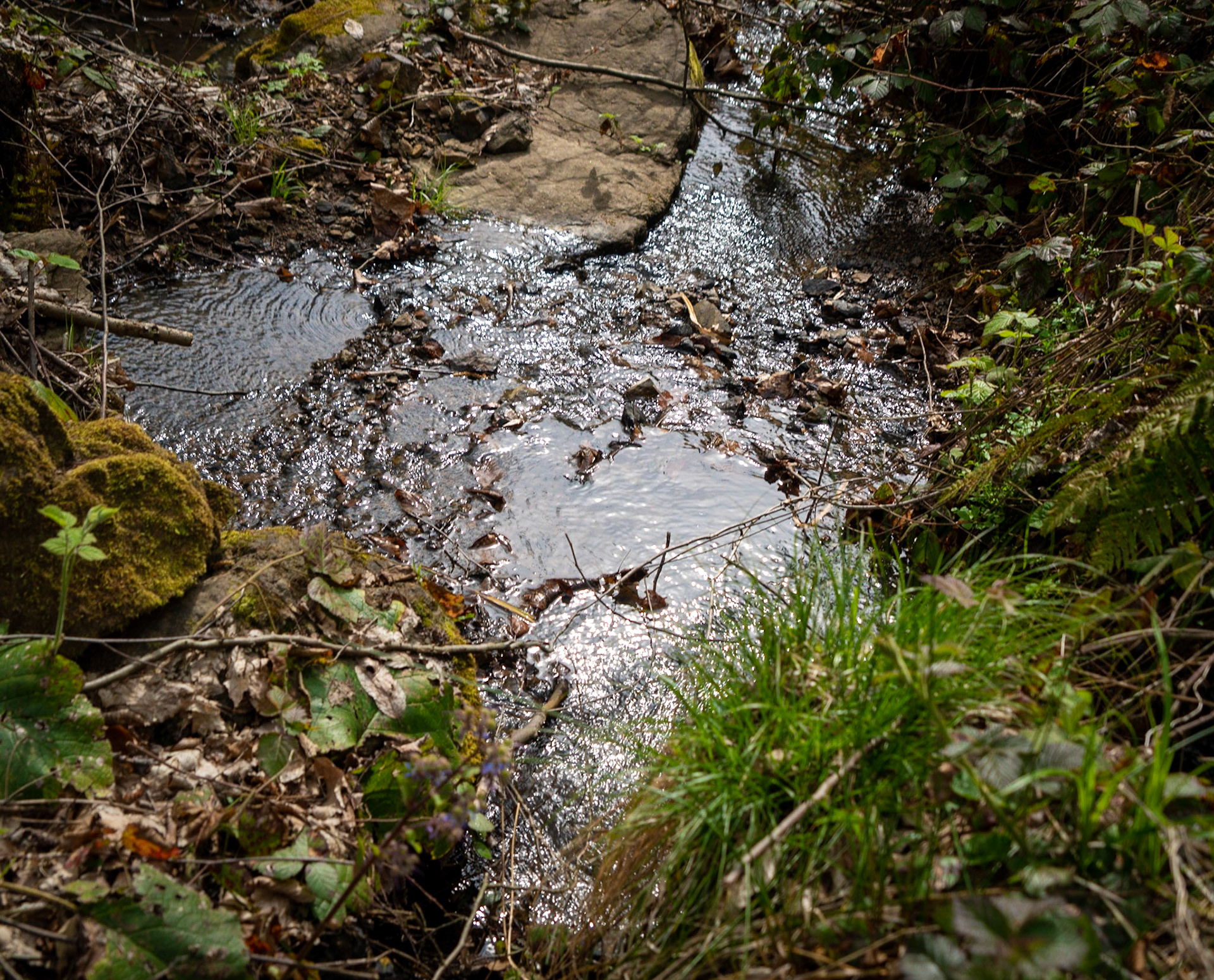 Kozlu stream valley: a small pool