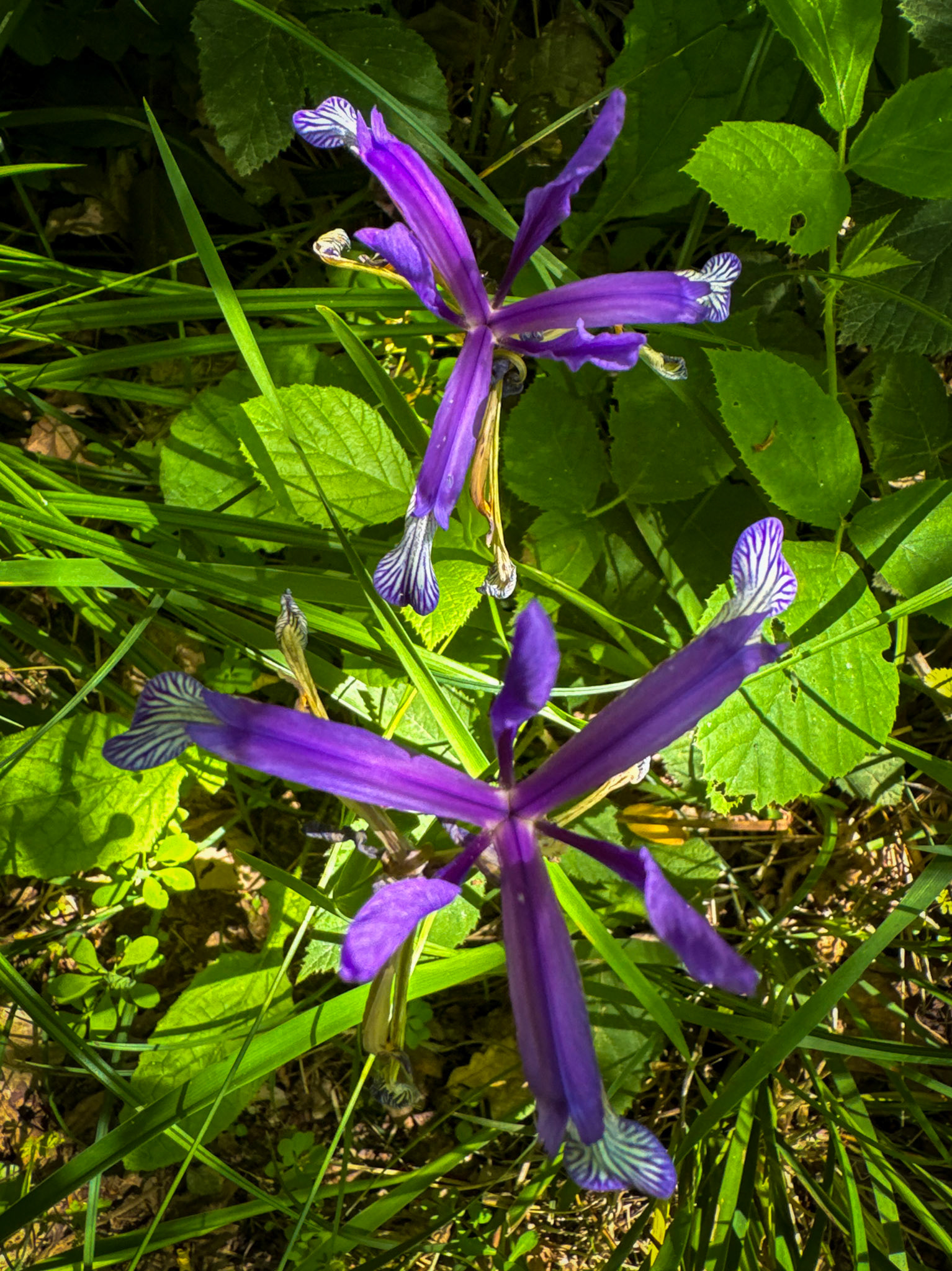 Kılıçlı northeastern woods: irises in flower