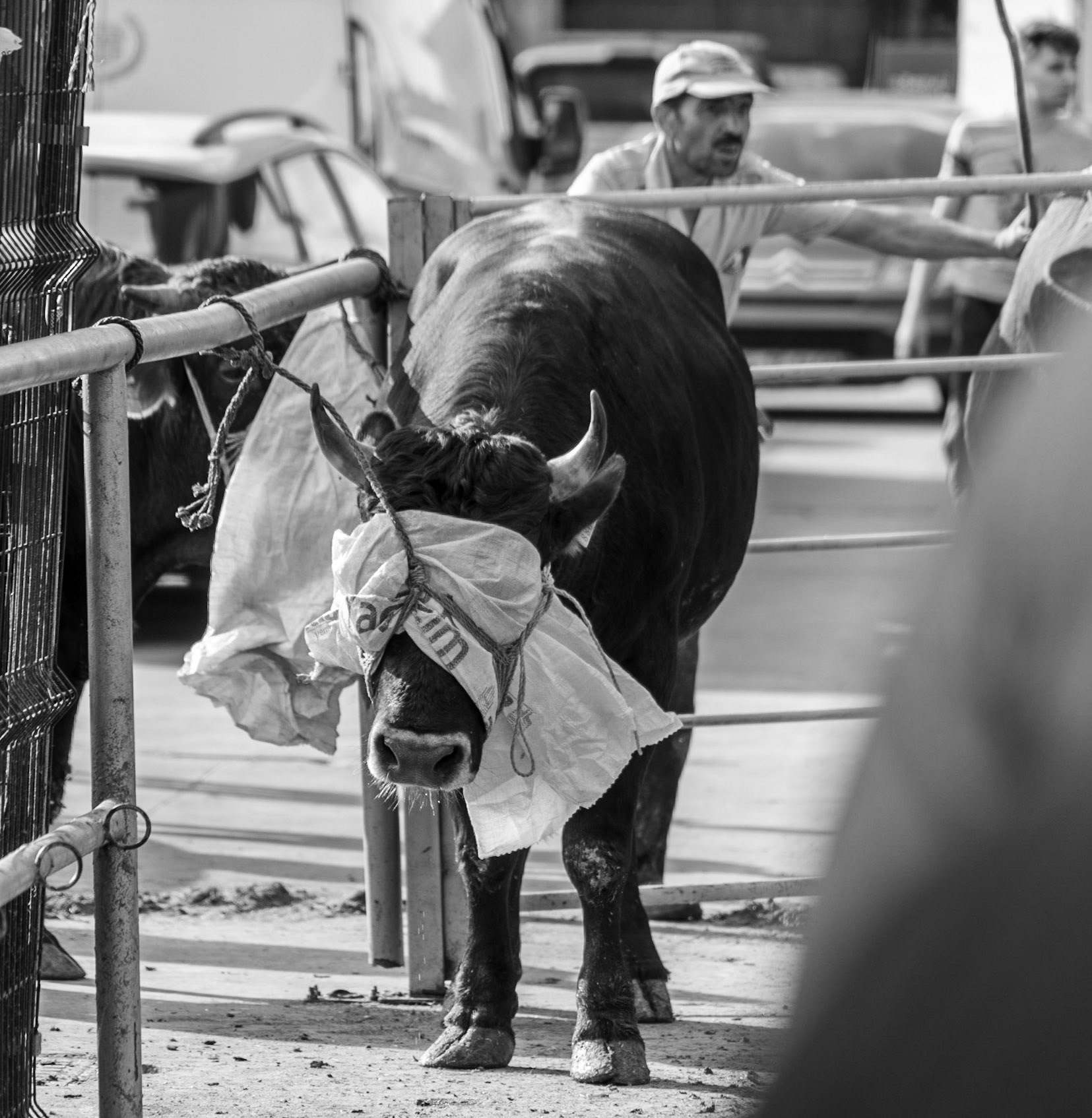 Alibeyköy Kurban Satış ve Kesim Alanı: bullock tied at the top of death row
