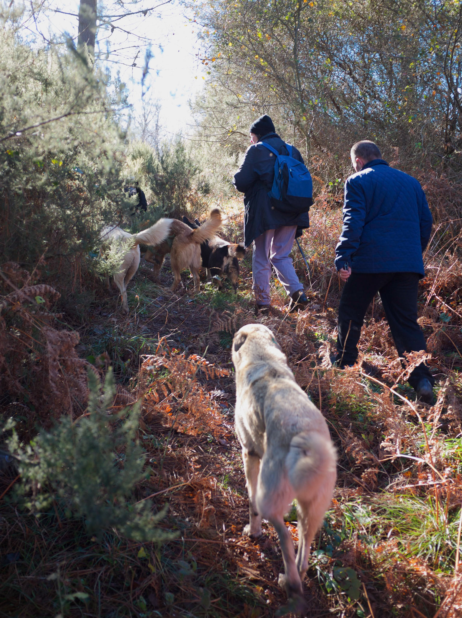 we and our dogs in the forest between Çayaǧzı and Alibahadır