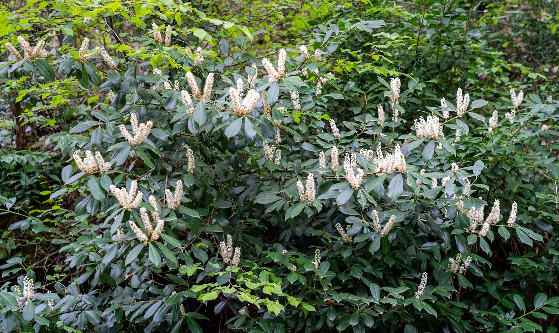 between Bozhane and Kılıçlı Köyü: shrub in white flower (what is it?)