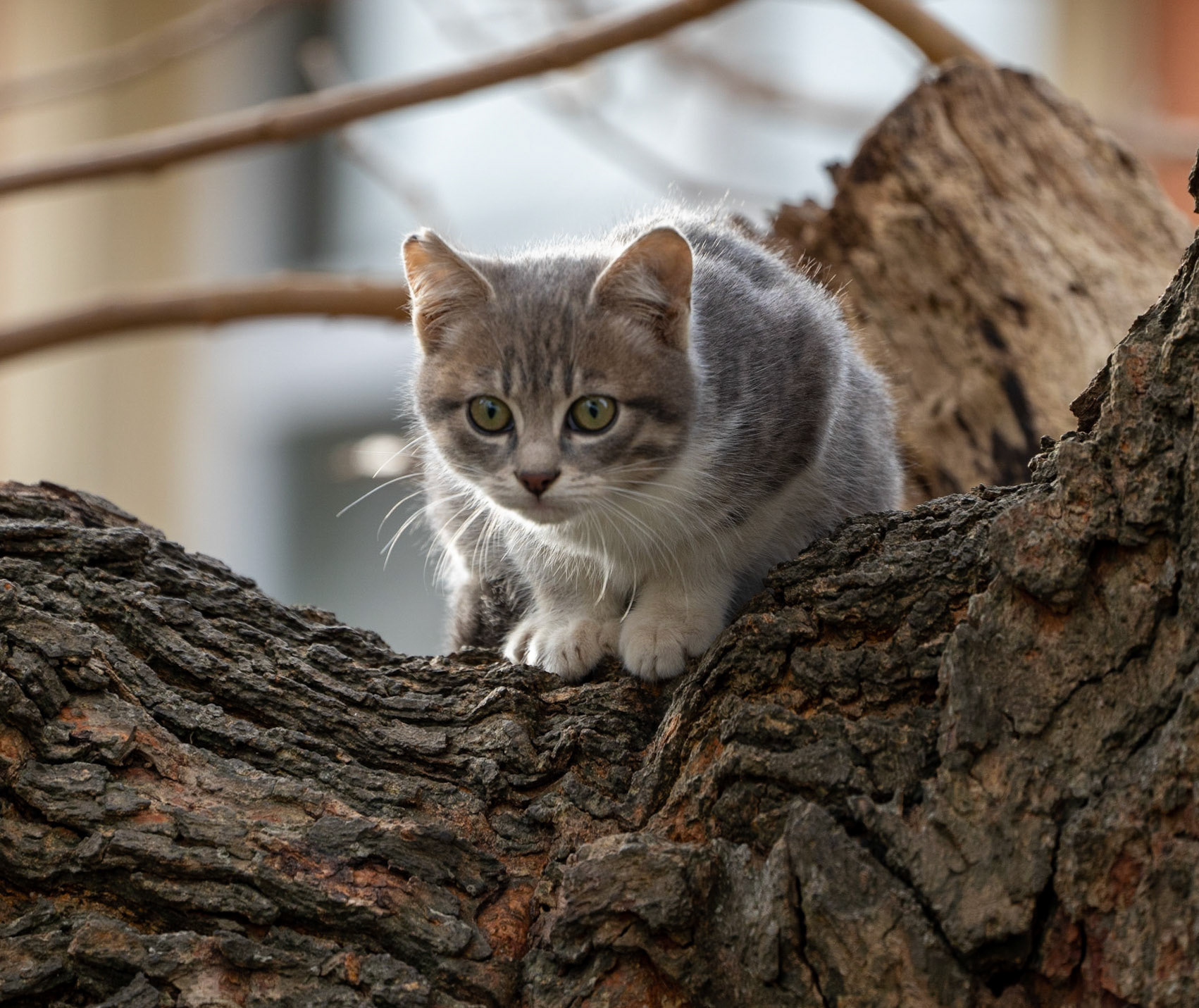 Kılıçlı: rare Anatolian tree cat