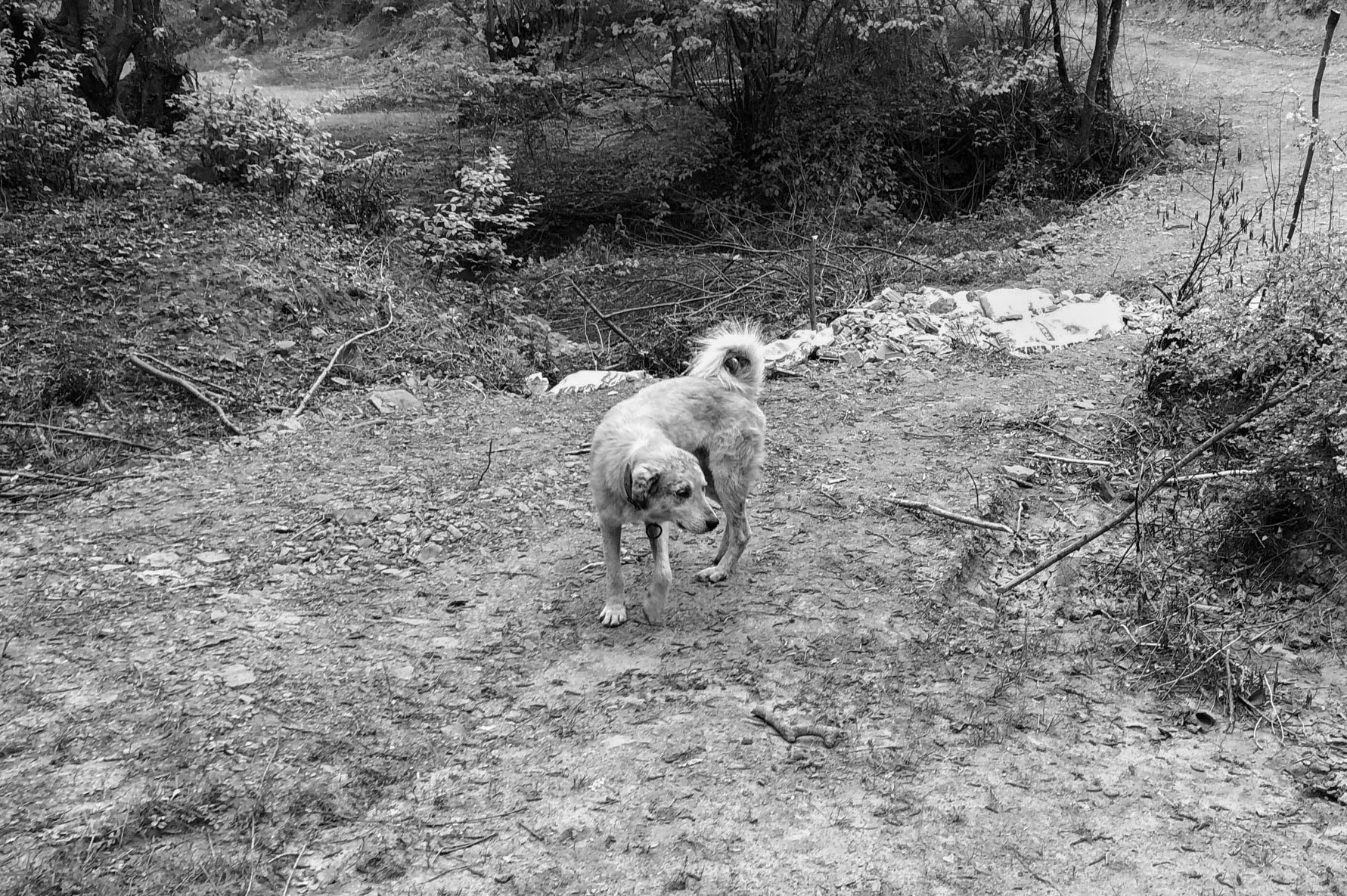between Bozhane and Kılıçlı Köyü: day-dog