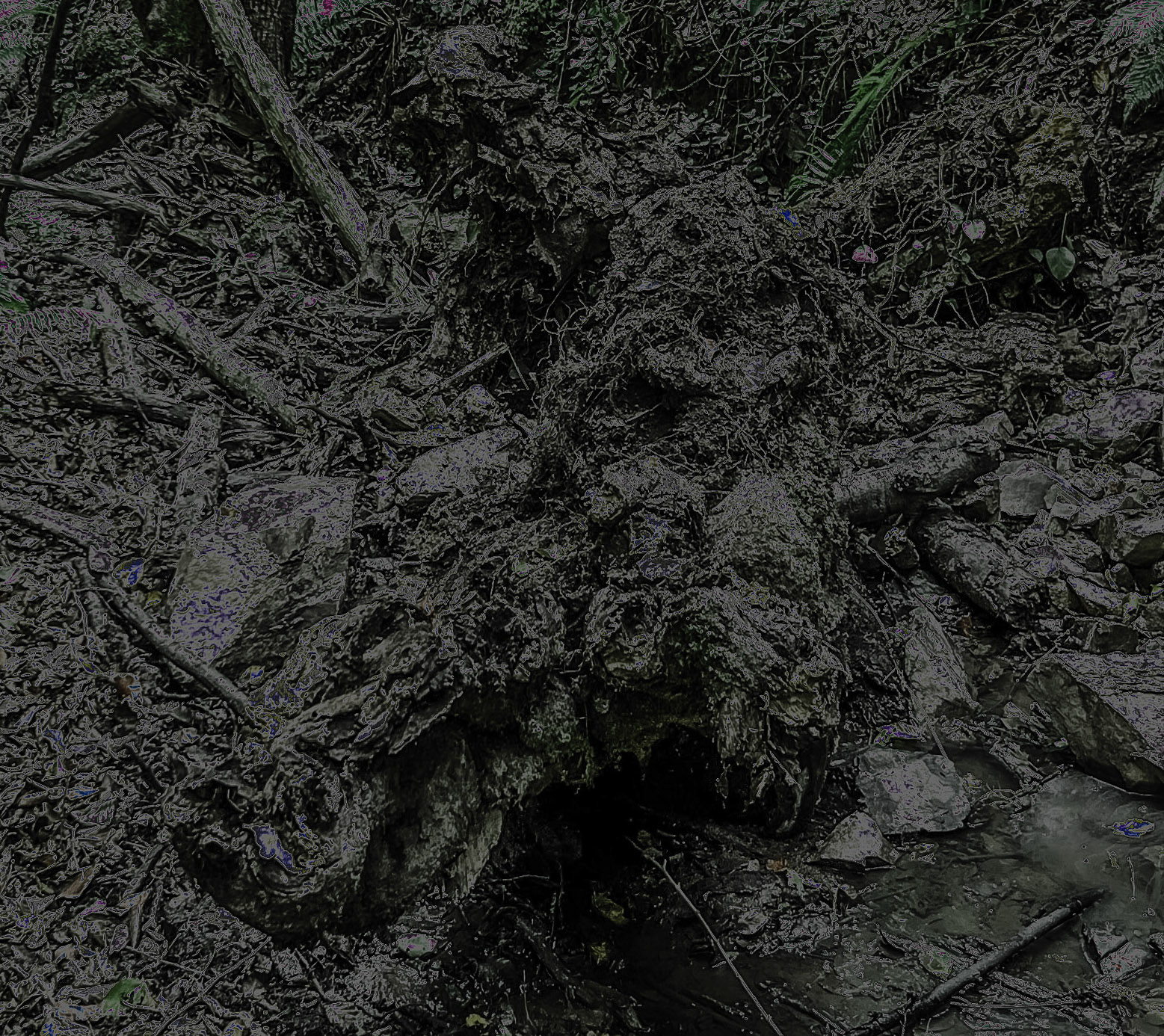 Zerzevat east streamwalk: old tree