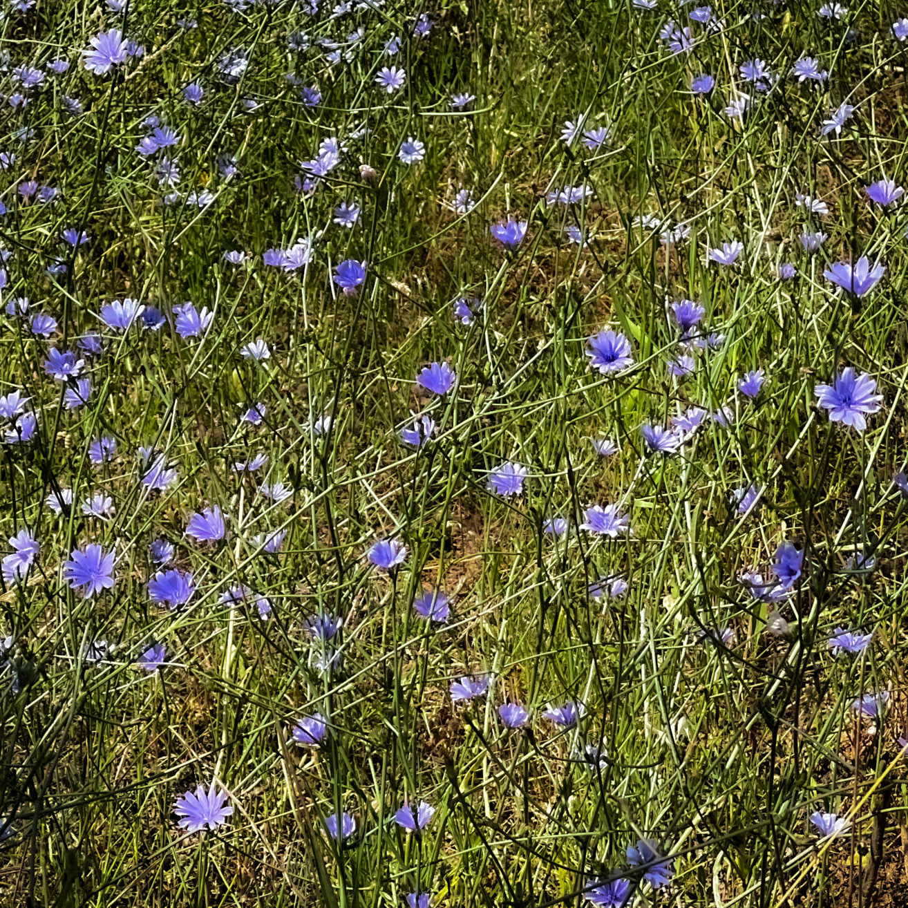 between Paşamandıra  and Paşamandıra forest: mauve flowers