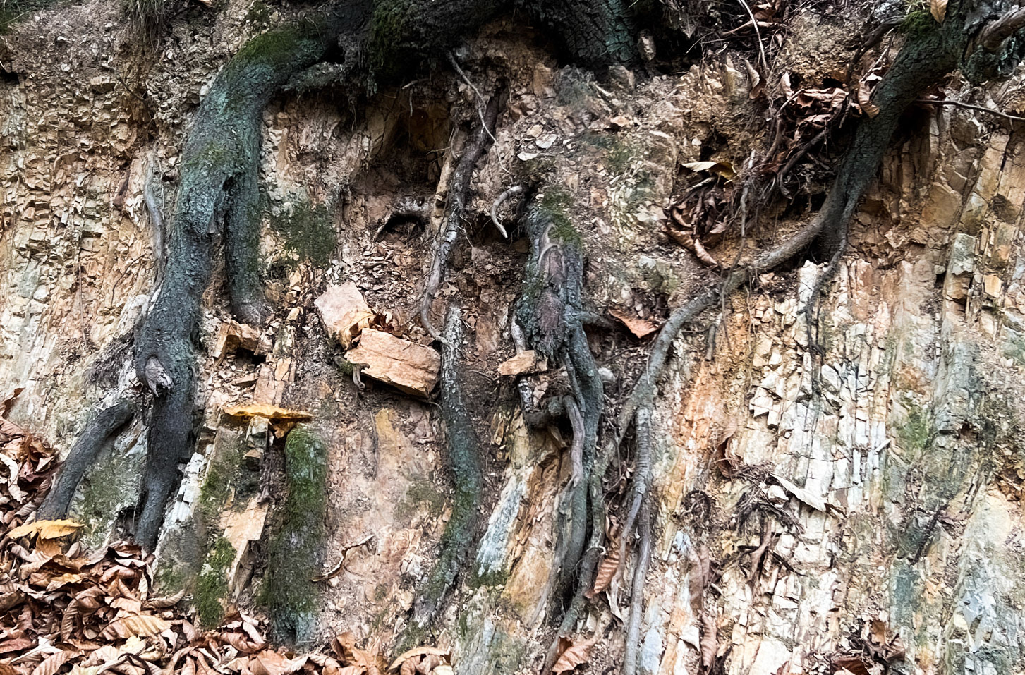 Tokatköy forest: exposed roots