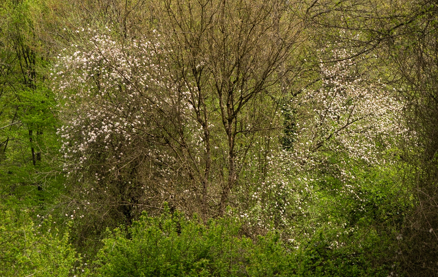 between Alemdaǧ and Reşadiye: white blossom