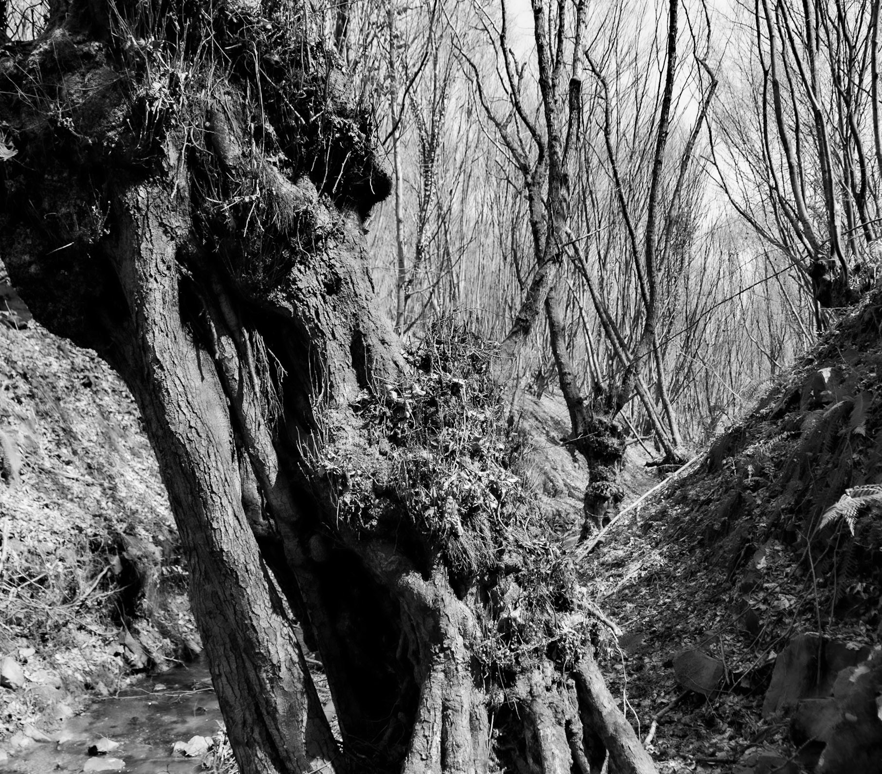 Zerzevat stream valley: old trees