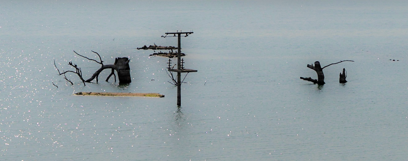 Sazlıdere reservoir: long-submerged tree trunks and a telegraph pole