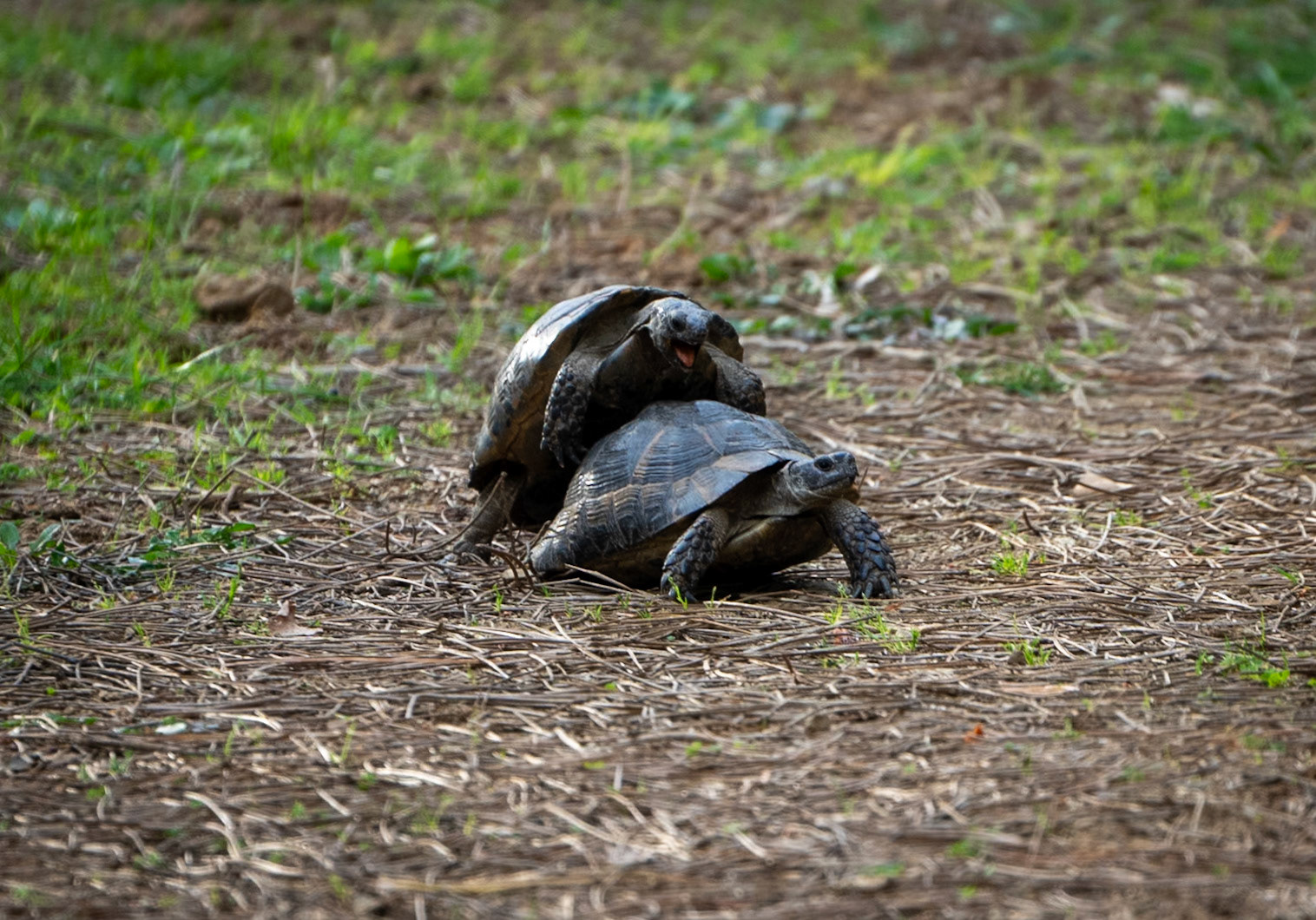 Yuşa Tepesi ascent: mating tortoises