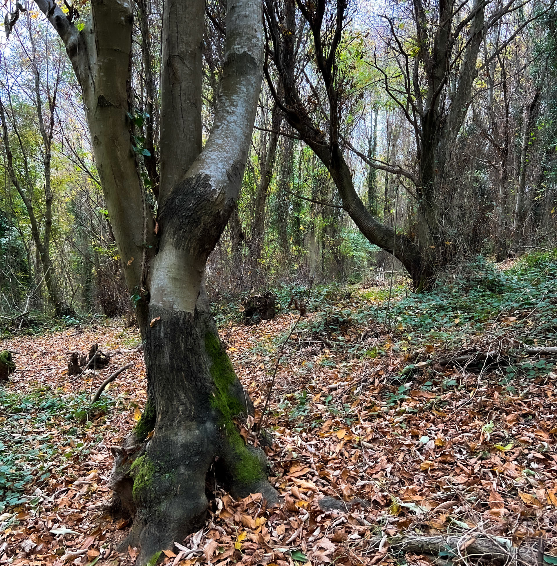 Tokatköy forest: woodscape