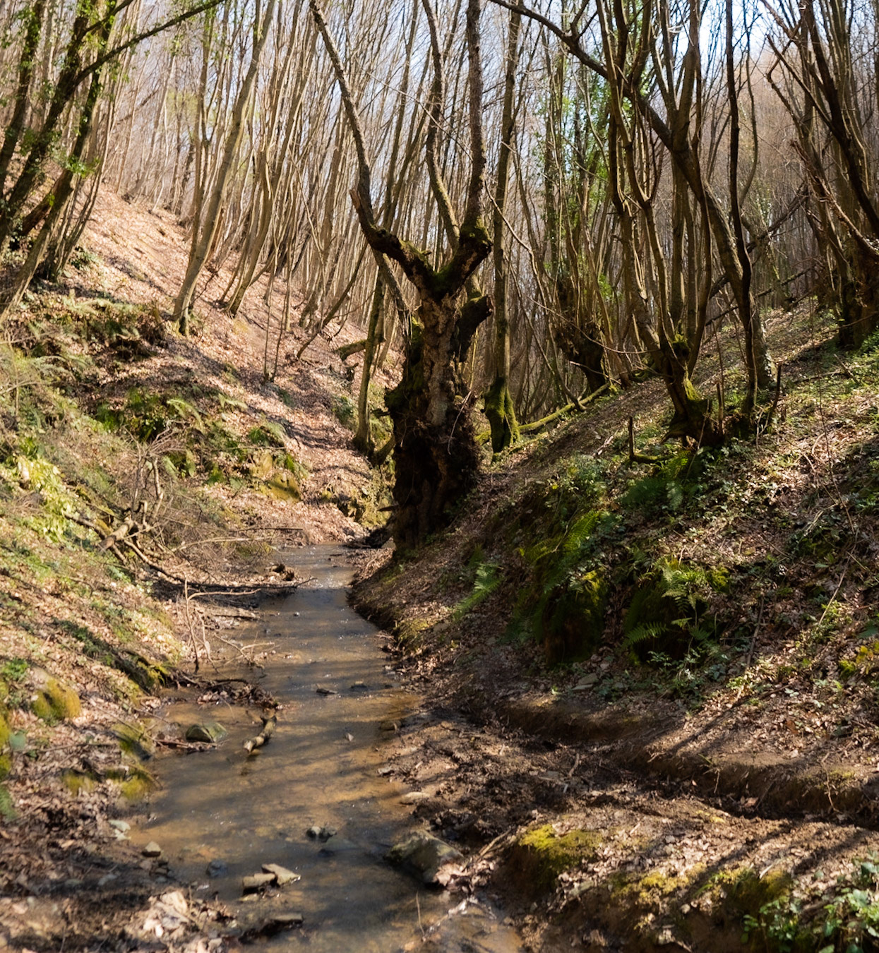 Zerzevat stream valley: an old tree
