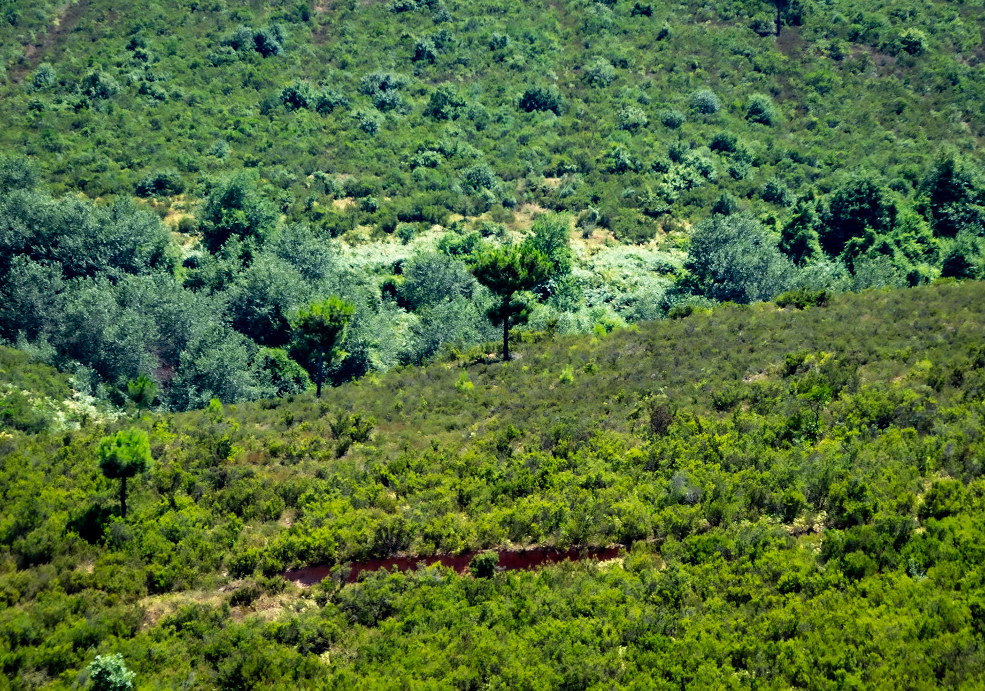 the second Zirve hill: young trees