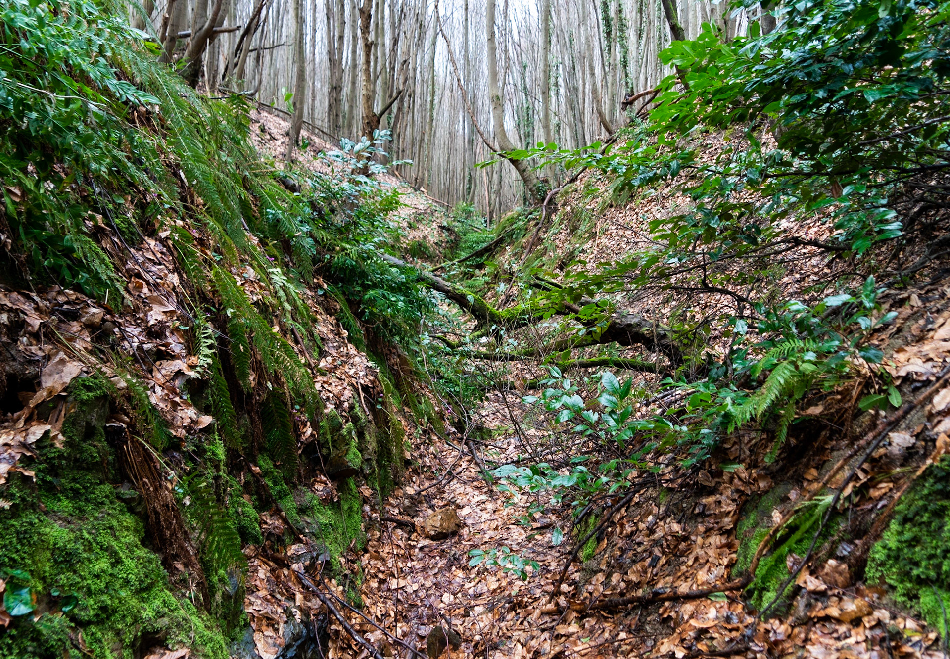 Polonezköy forests: intermittent stream gully