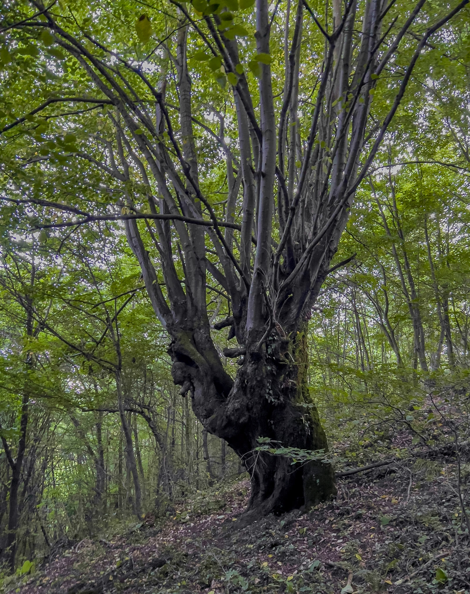 Kozlu stream: venerable tree