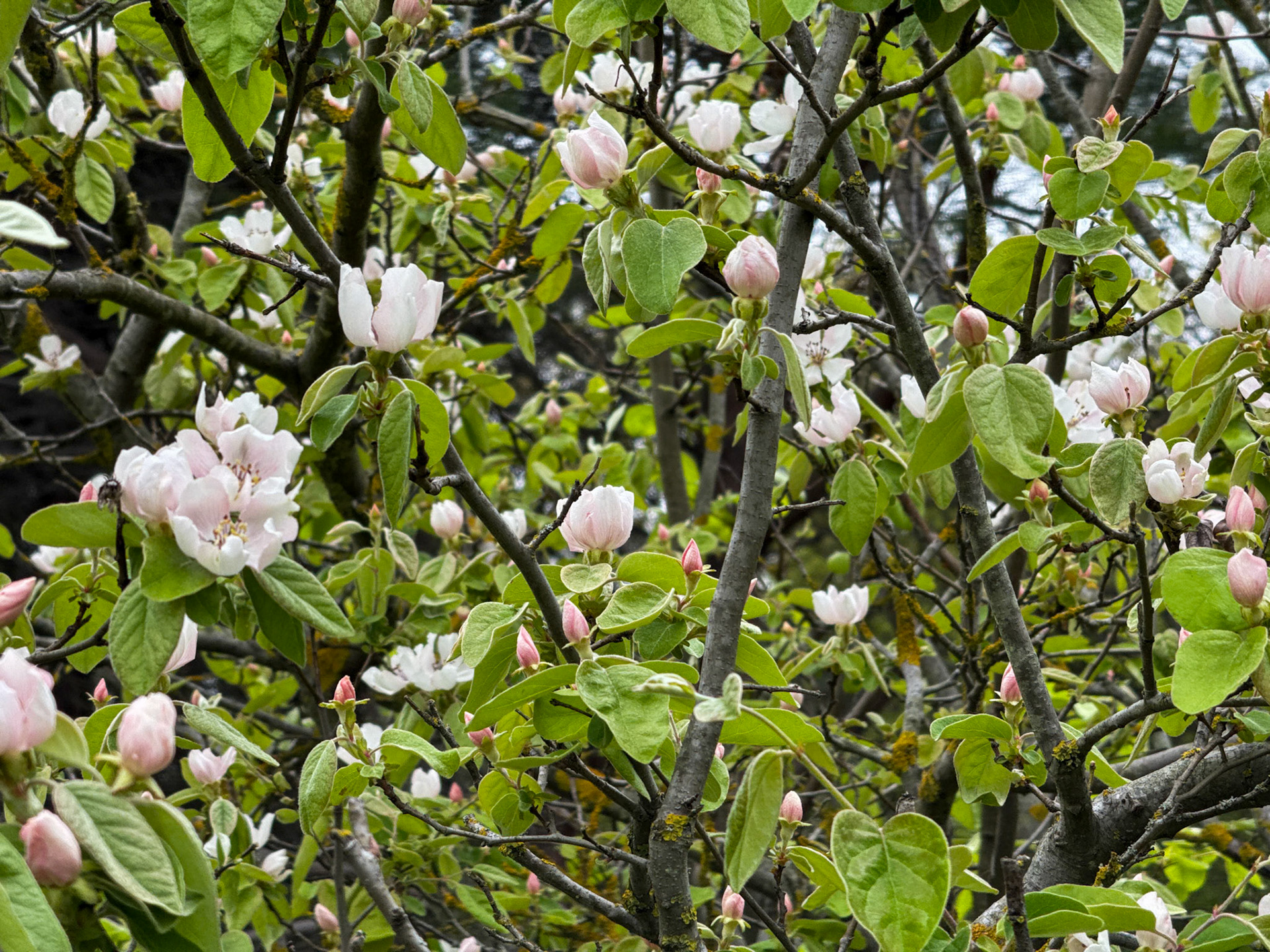 between the first Sazlıdere flower meadow and Terkos: fruit tree blossom