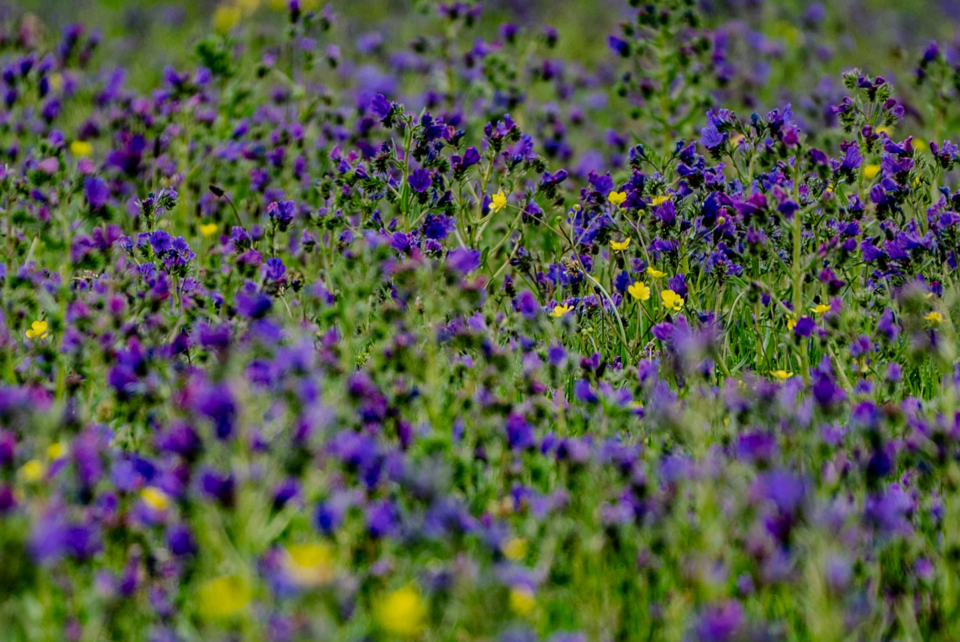 the first Sazlıdere flower meadow: purple flowers (vipers bugloss)