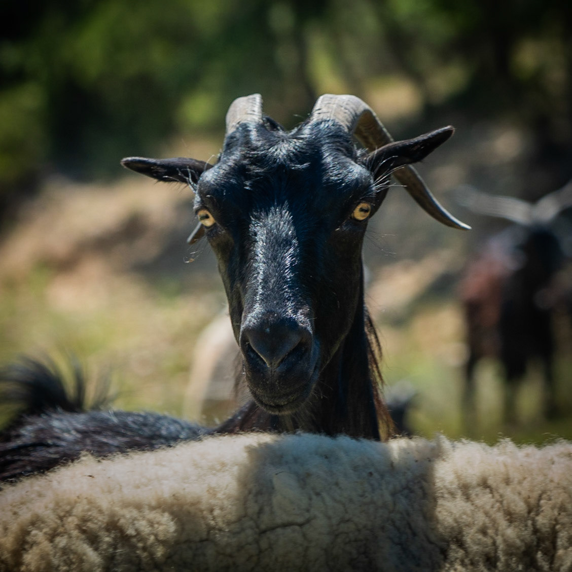 Ömerli shoreline walk: portrait of a goat
