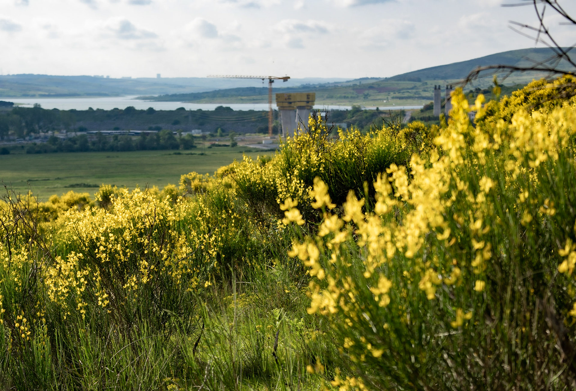 Kayabaşı heath: loomking north past gorse in flower