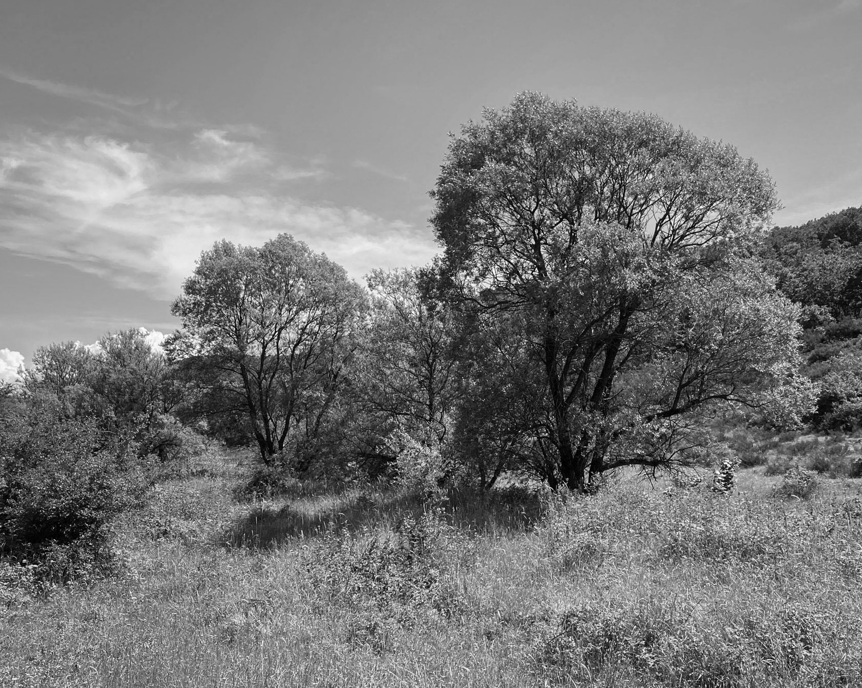 Yağcılar northwestern valley: trees