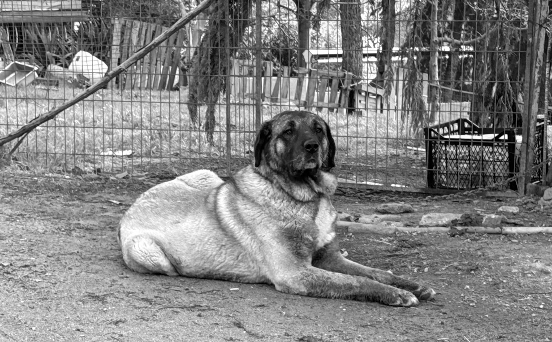 on the way to Kaynarca southern forest: a large chained-up unhappy guard-dog (you'd be unhappy if you were chained up)