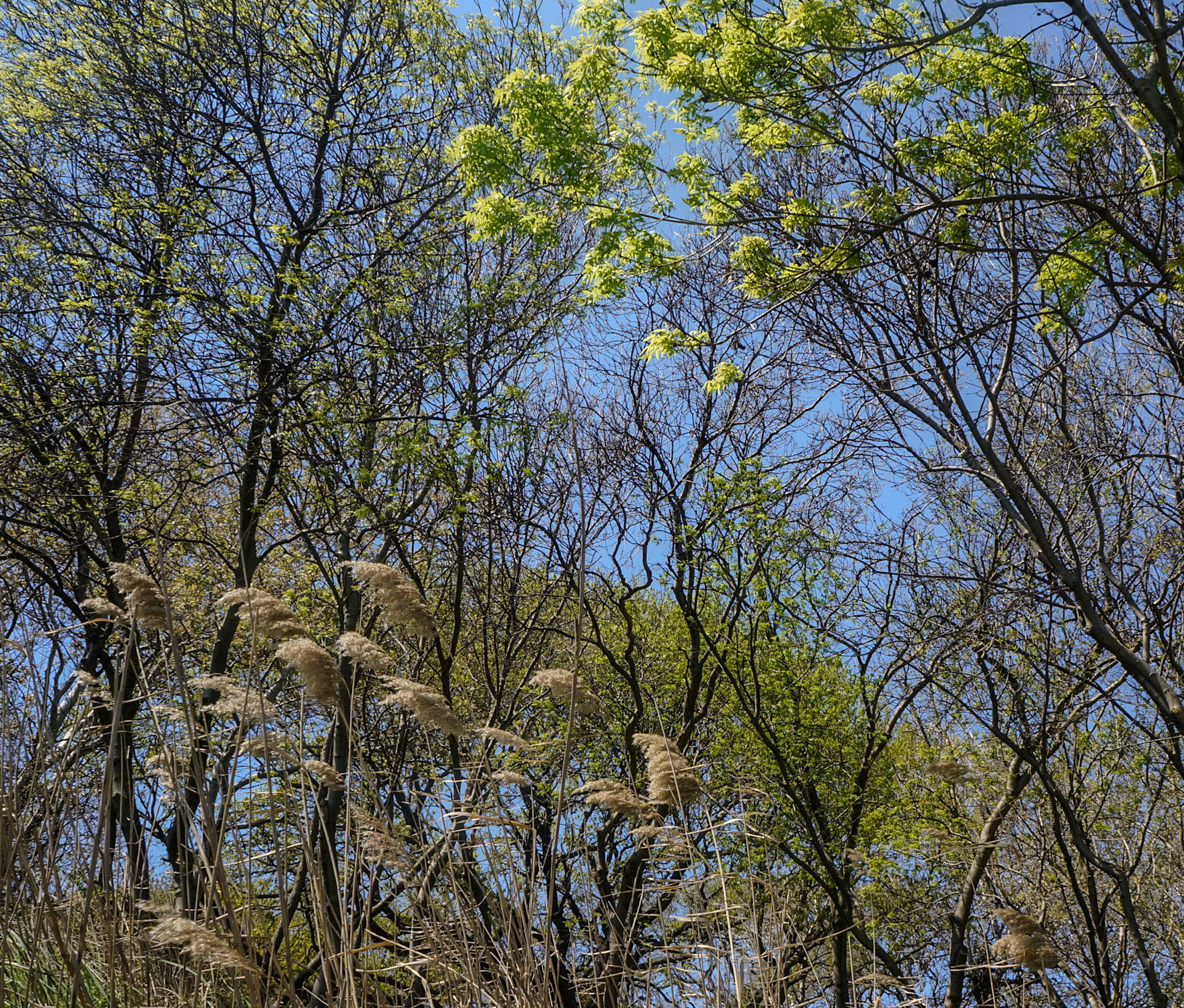 Küçükçekmece western lakeside: spring branches and tall grass