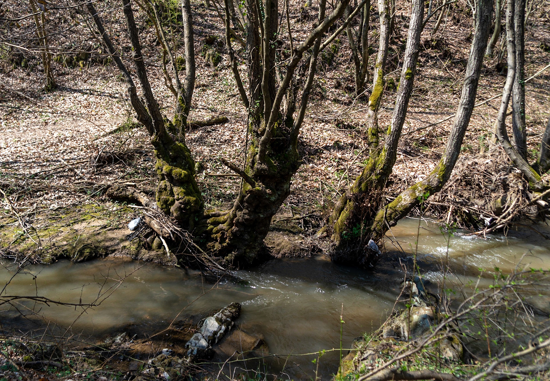 Zerzevat stream valley: old trees