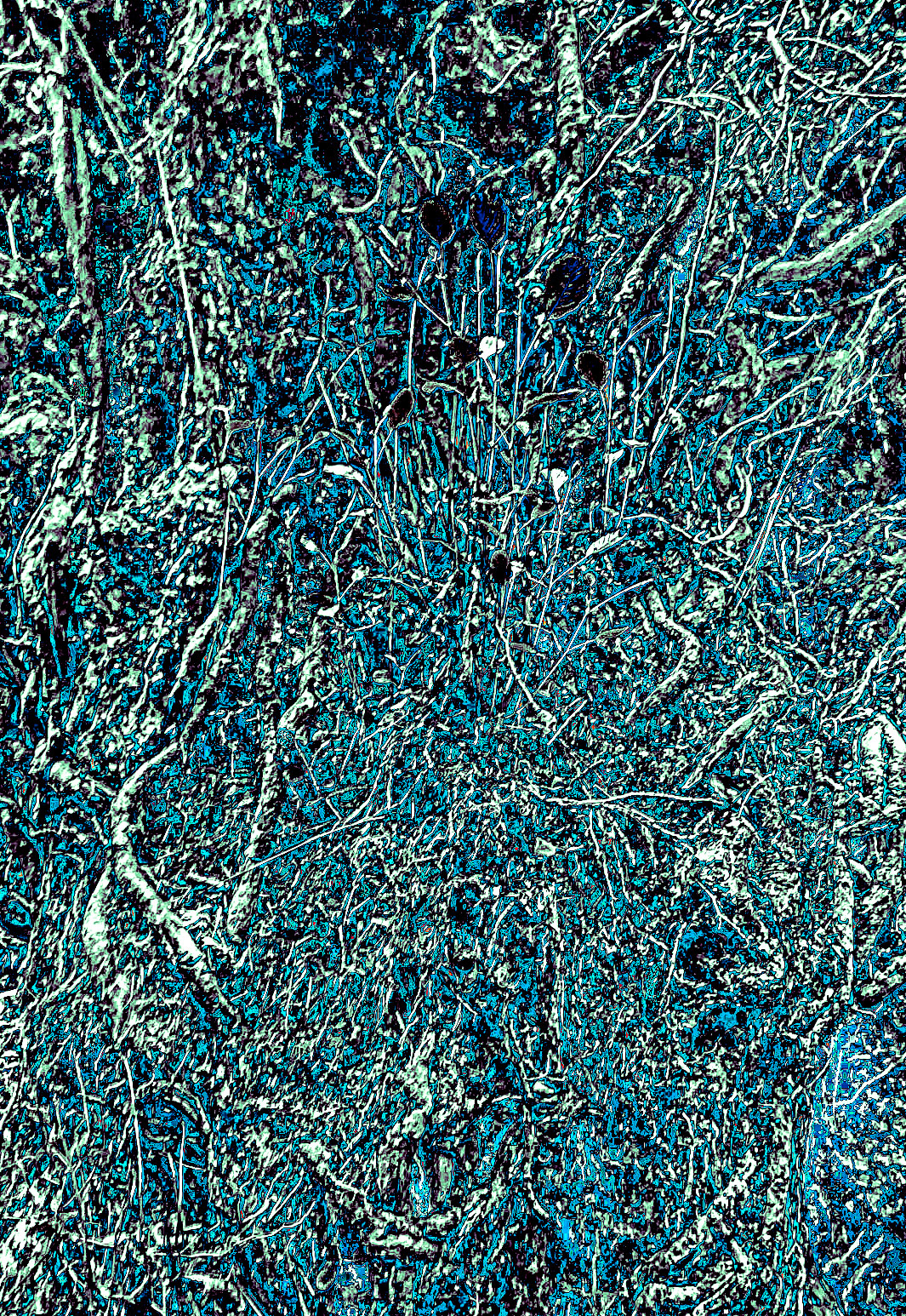Zerzevatçı streamwalk: abstract tree