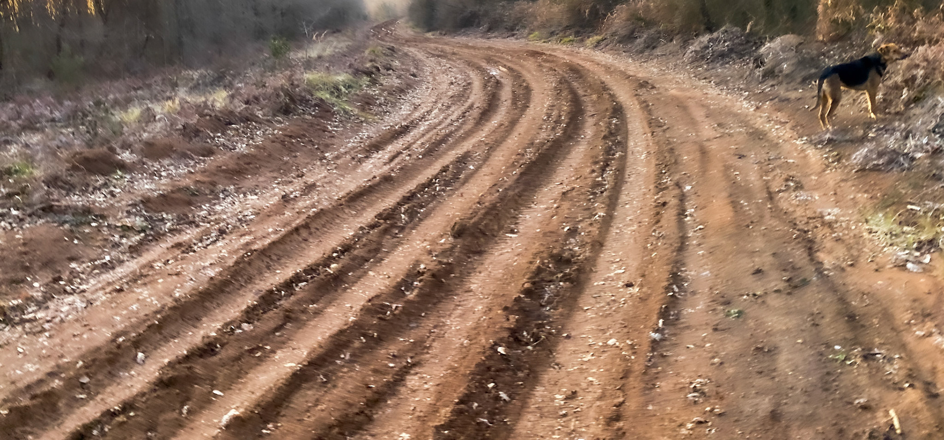 Sırıpınar forest: track and 1 of our day-dogs