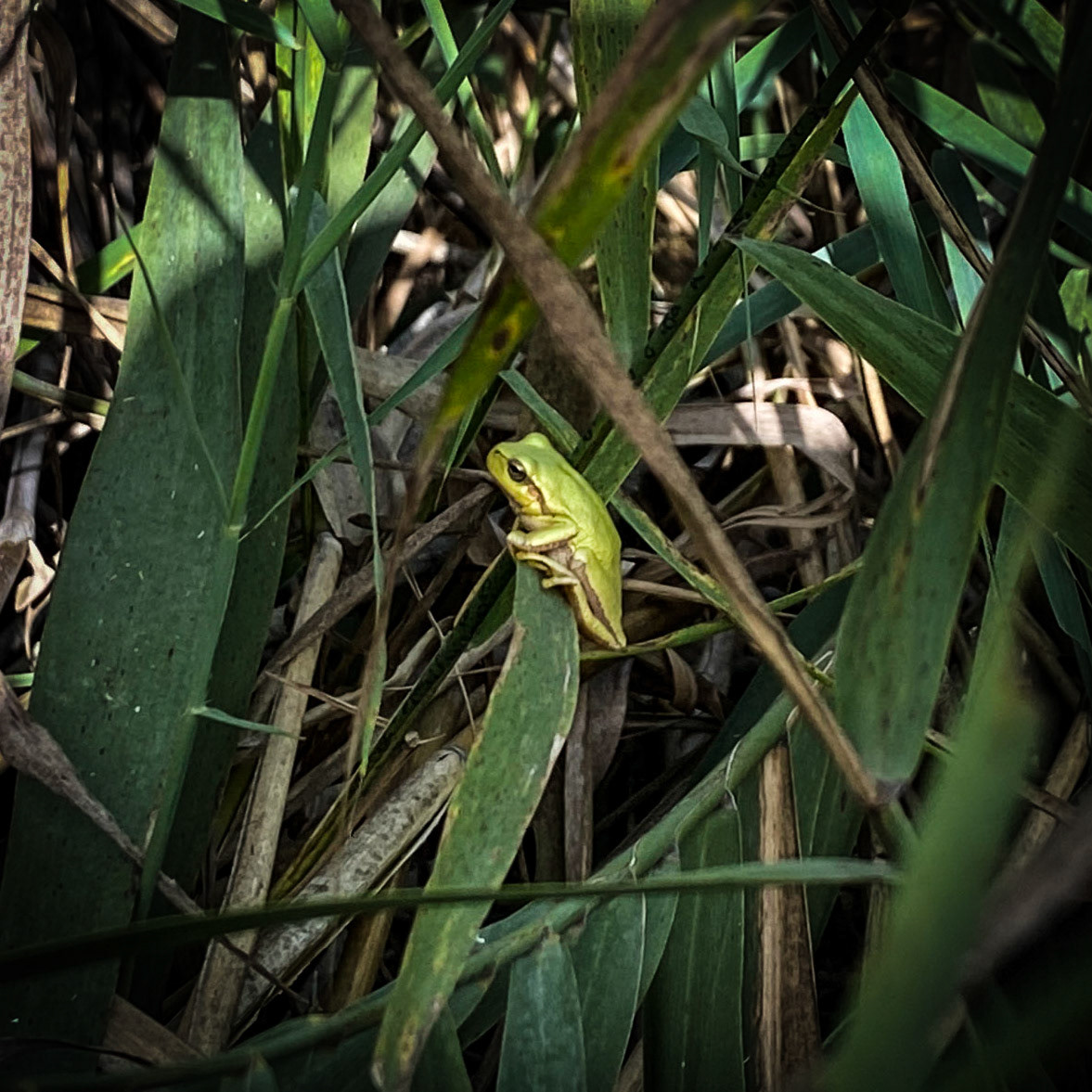 Trikos mudflats: emerald frog