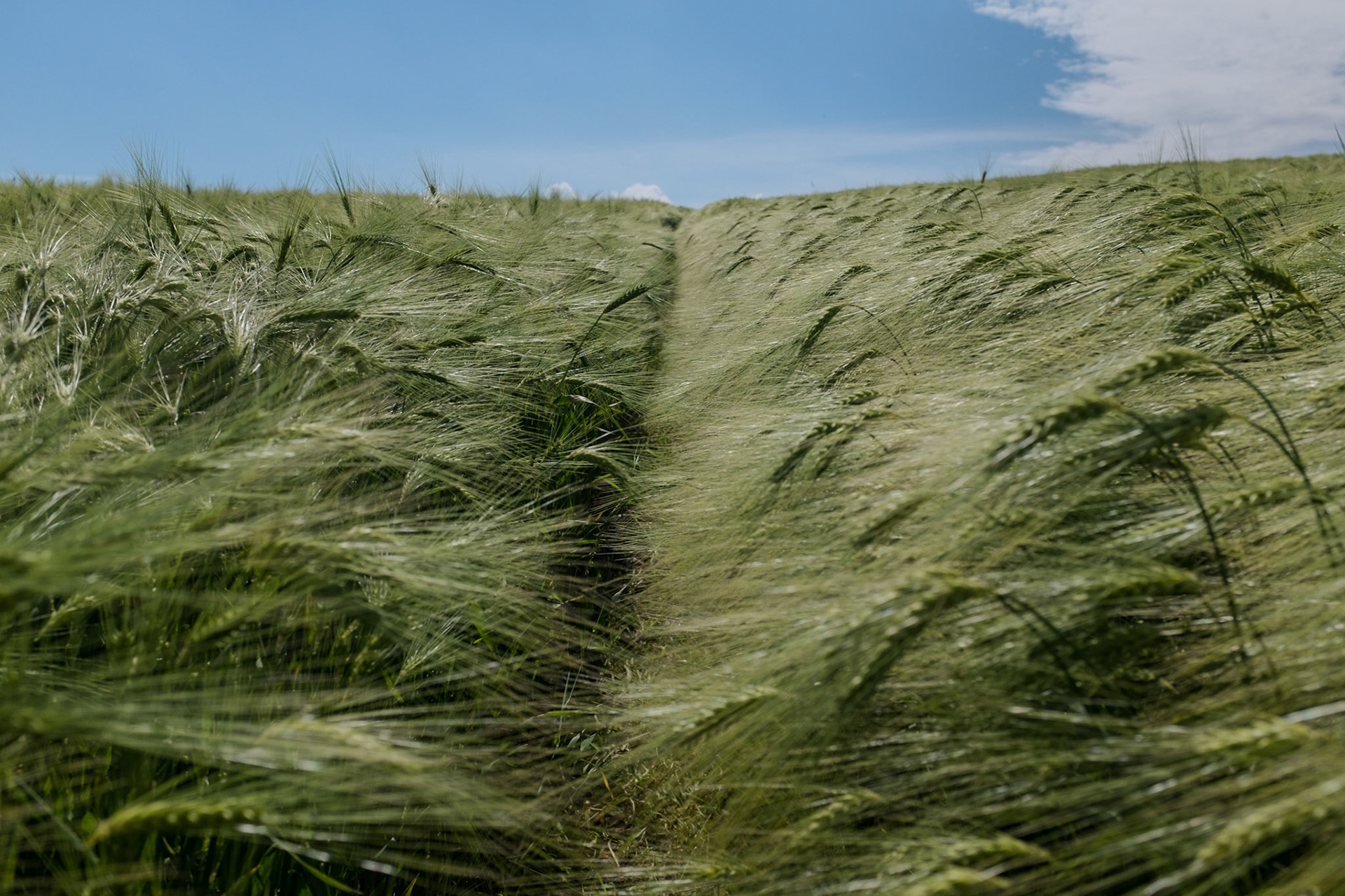 Dursunköy: on the edge of a wheatfield west of the village