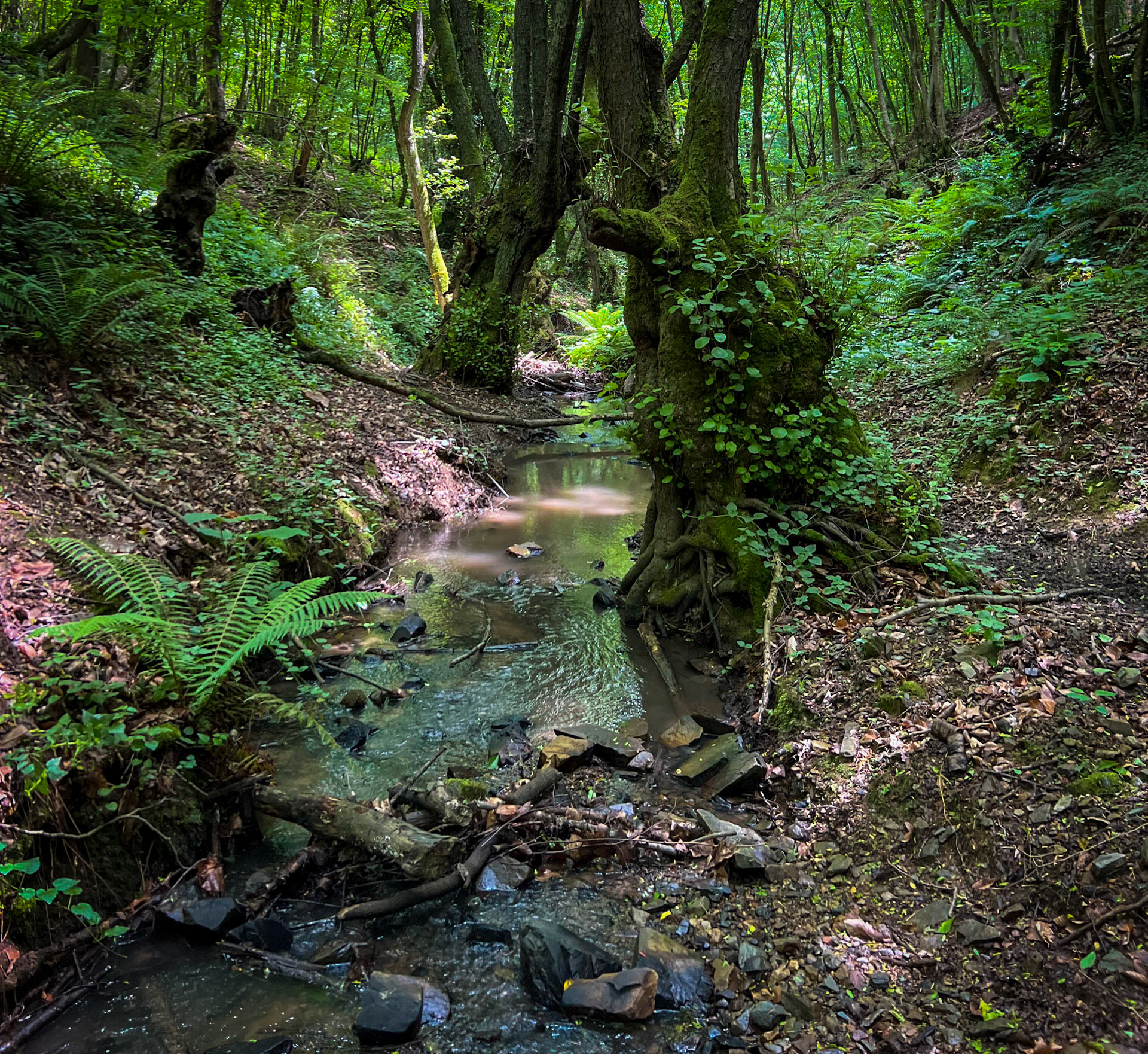 Zerzevatçı streamwalk: stream and trees