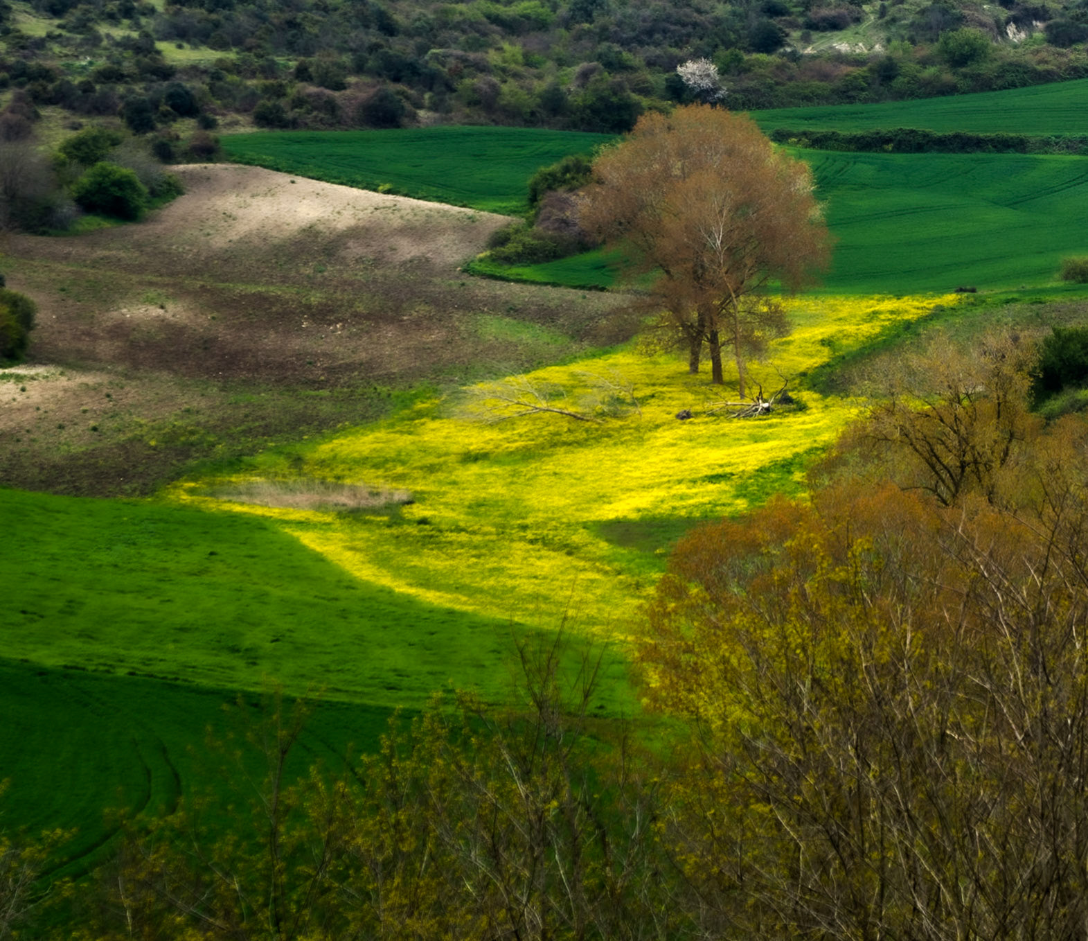 between Terkos and Boyalık: yellow and green pasture