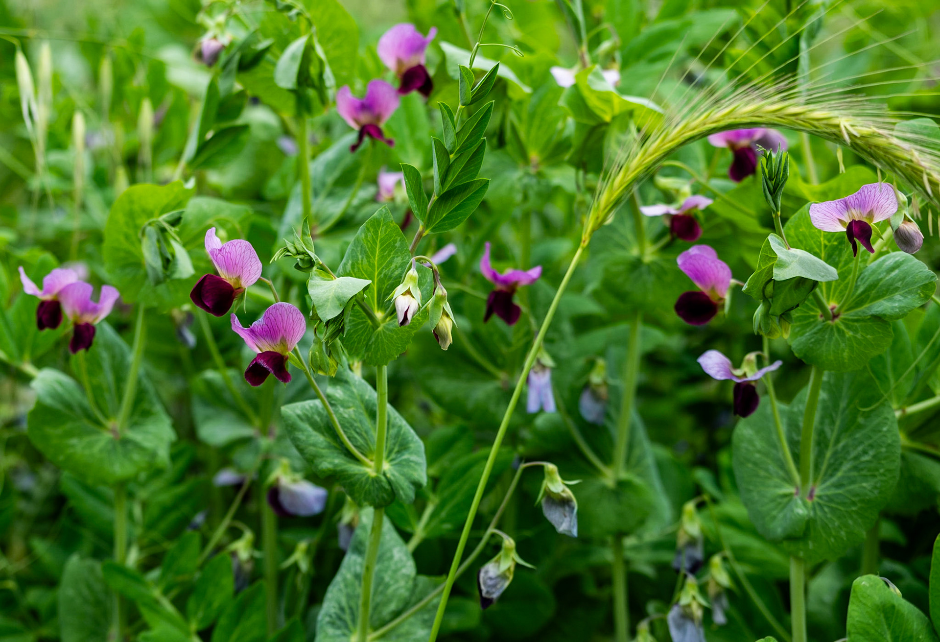 Kocabayır hill: wild peas