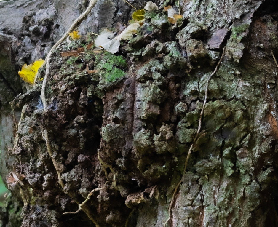 Alibahadır western forest stream valley: ancient tree