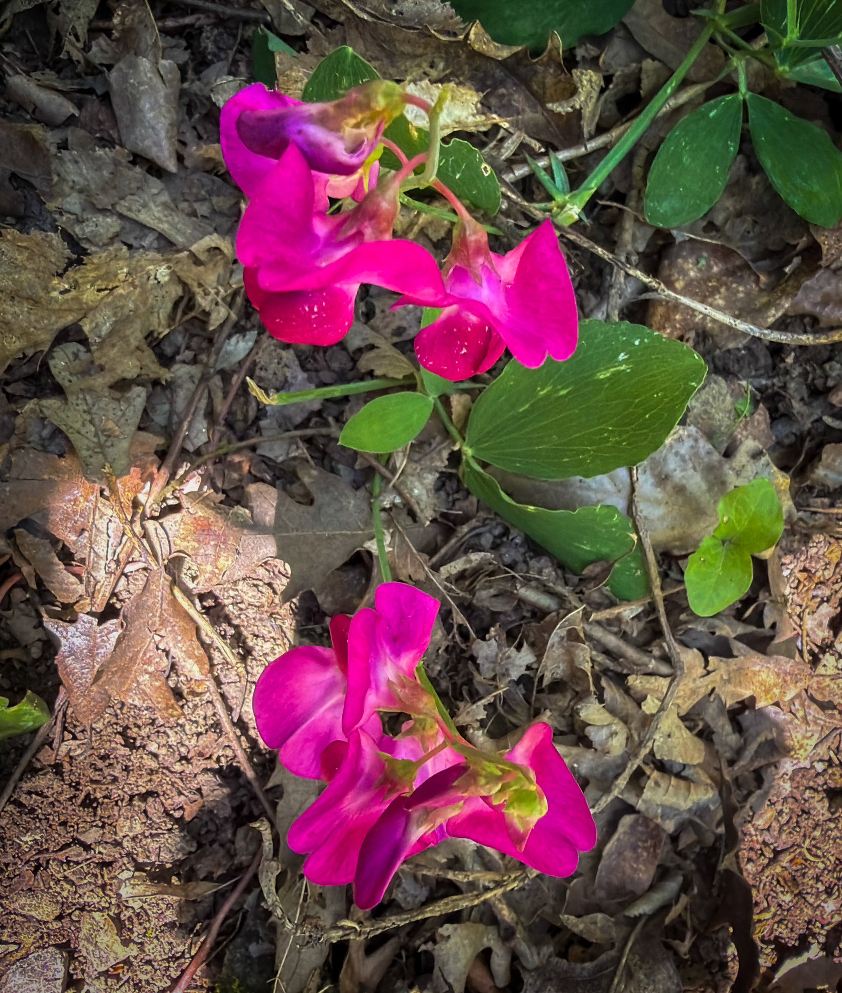 Polonezköy forest, Tabiat Parkı streamside walk: pinkish flowers