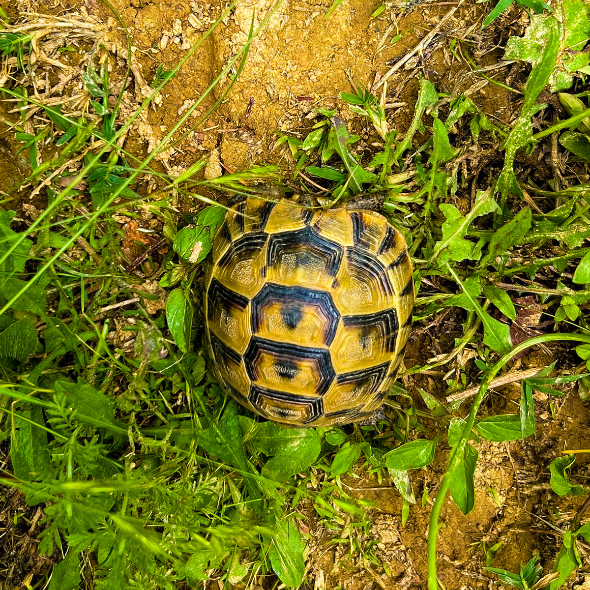 Mahmut Şevket Paşa S hill: tortoise