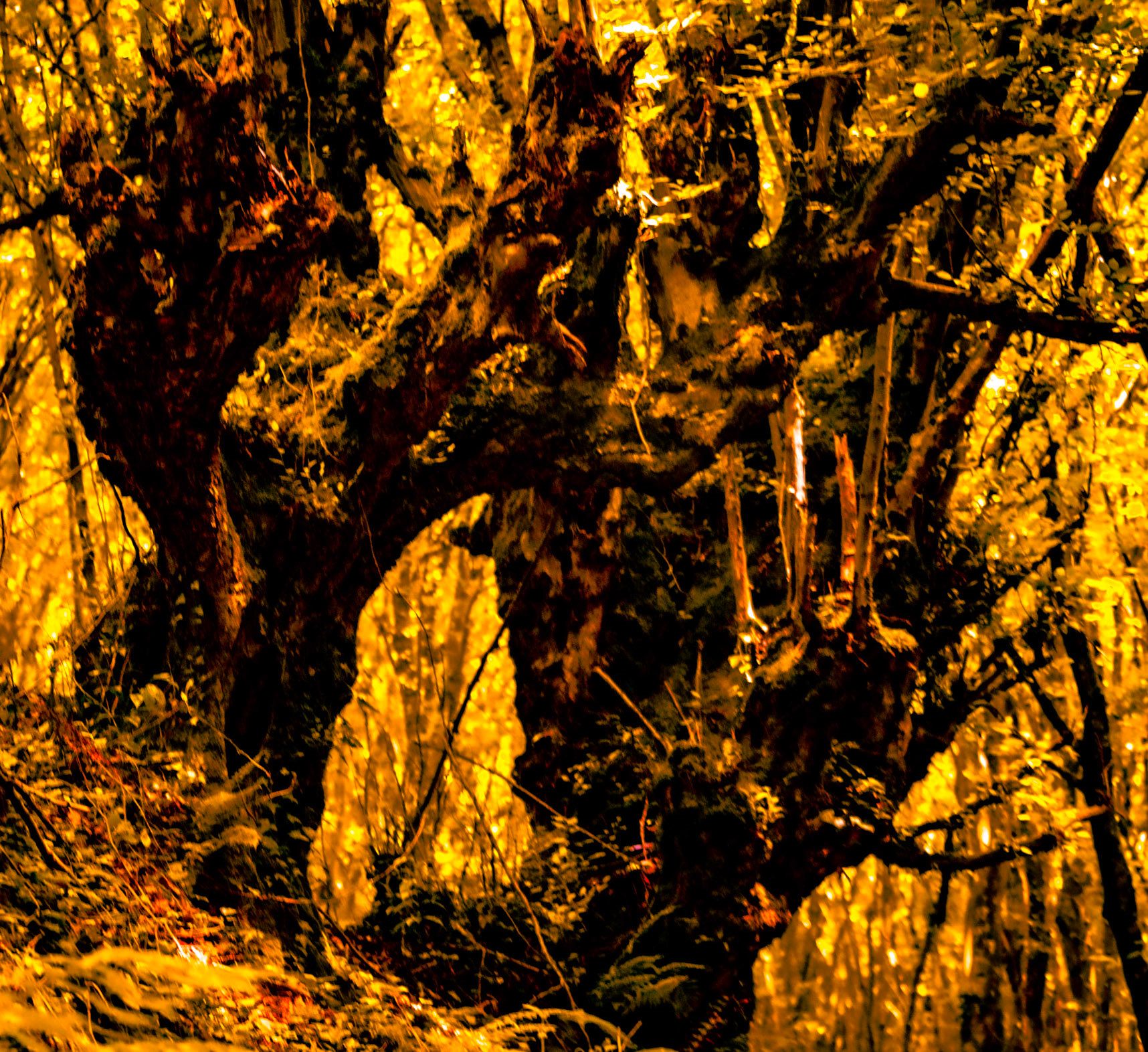 Zerzevatçı streamwalk: venerable trees