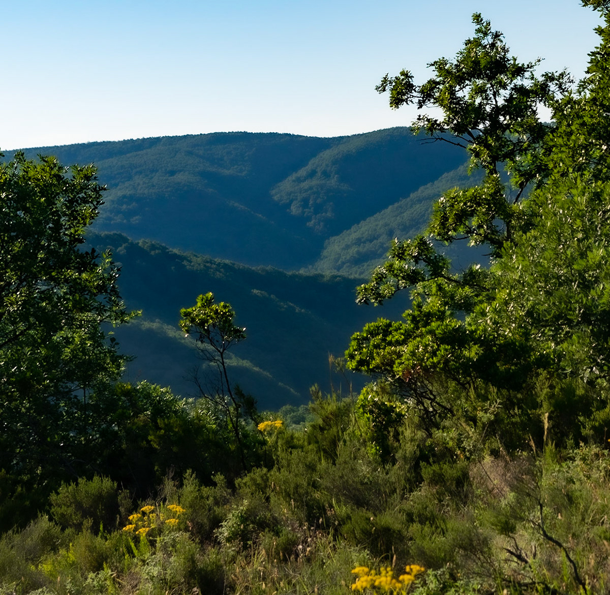 Kargalı northwestern forest: landscape