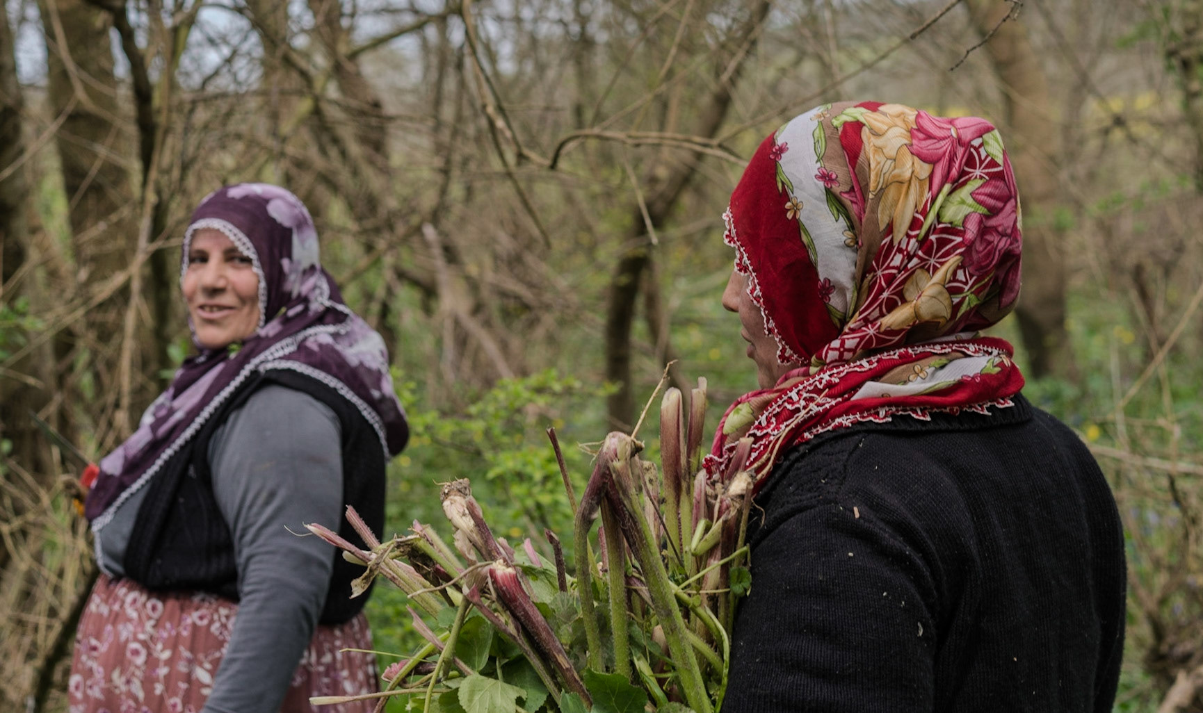 in the shallow Sazlıdere valley between Baklalı &amp; Dursunköy: village women collecting wild rubarb