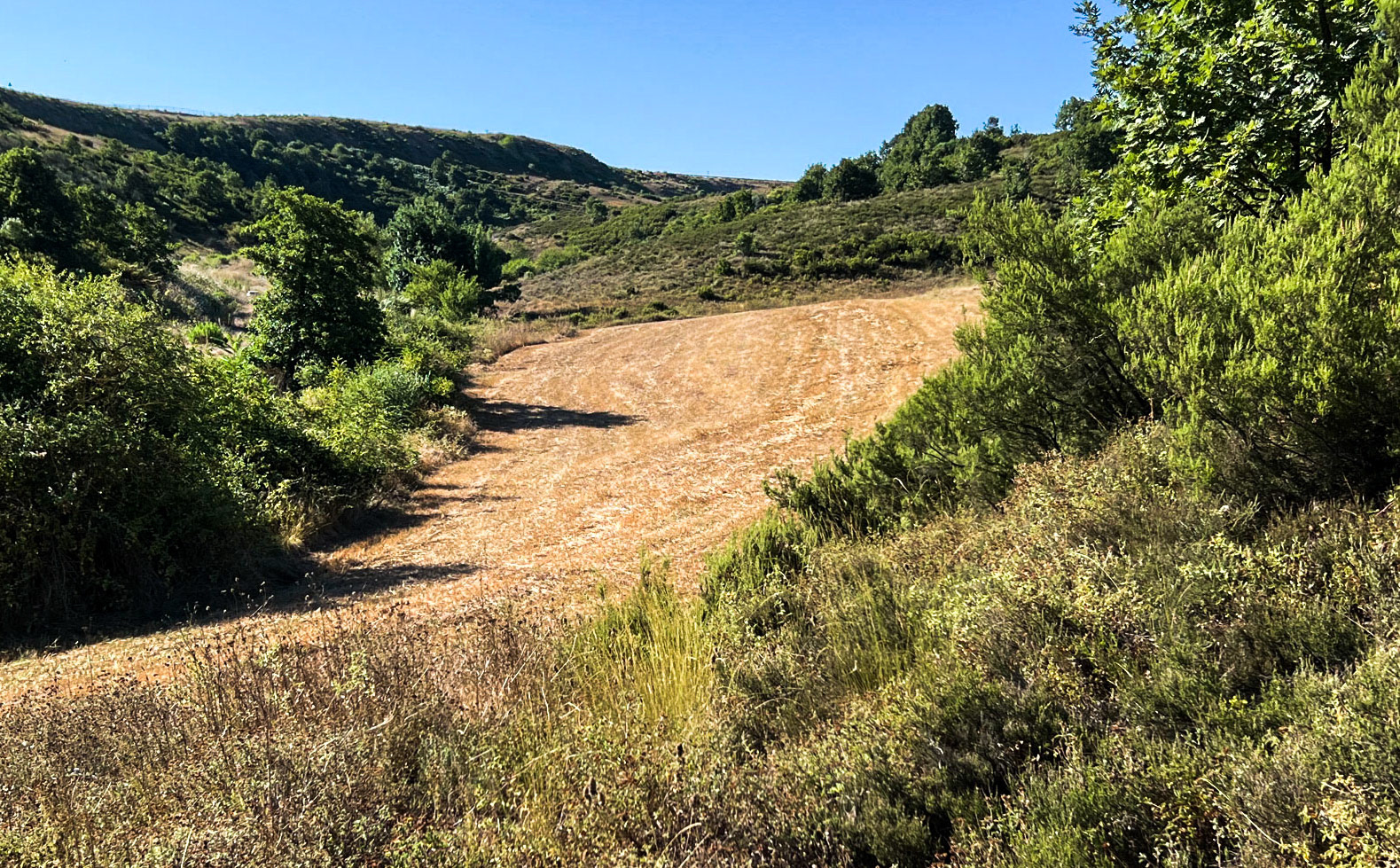 Nişantepe valley: crop field