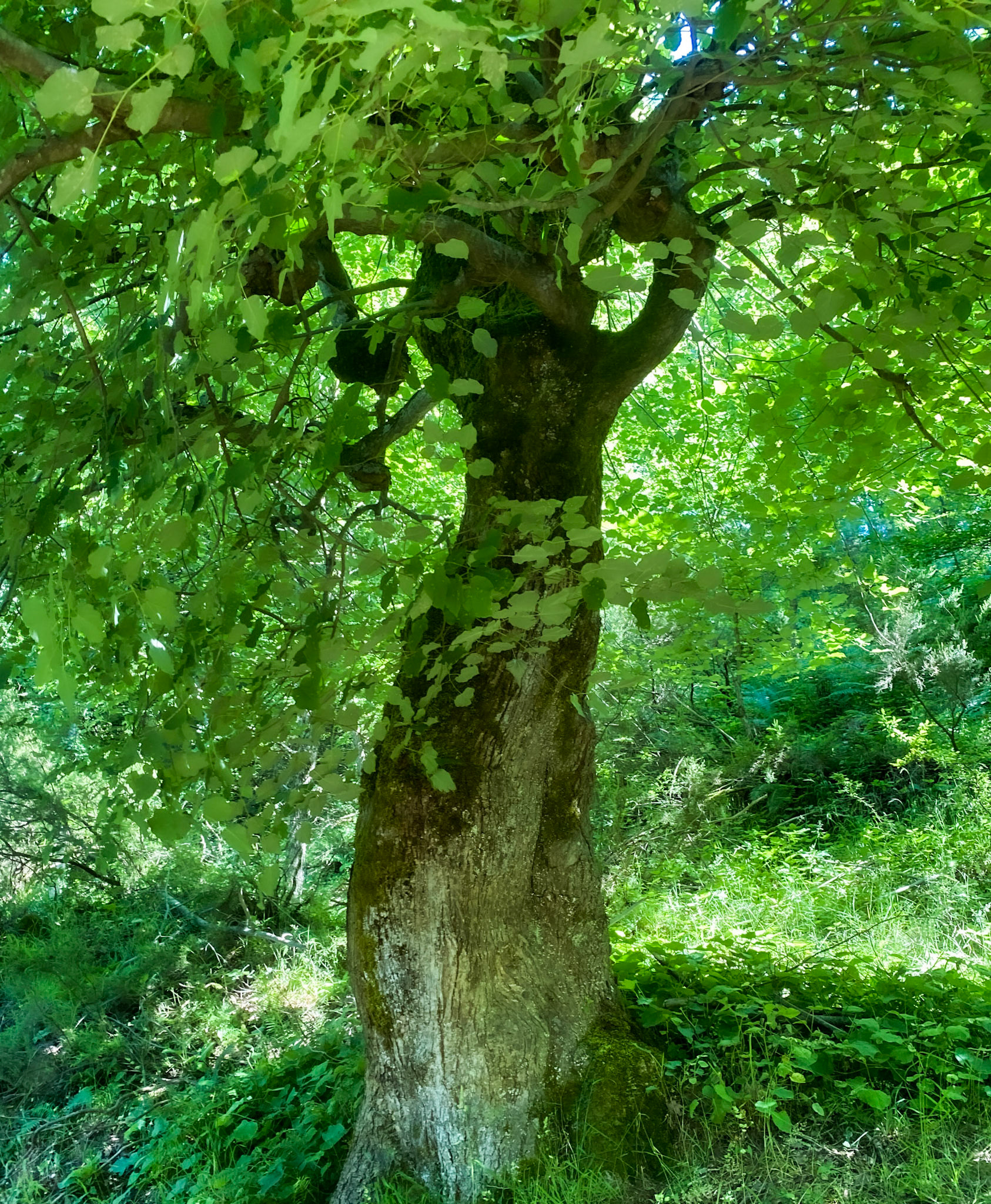 Ezili forest: bulbous tree
